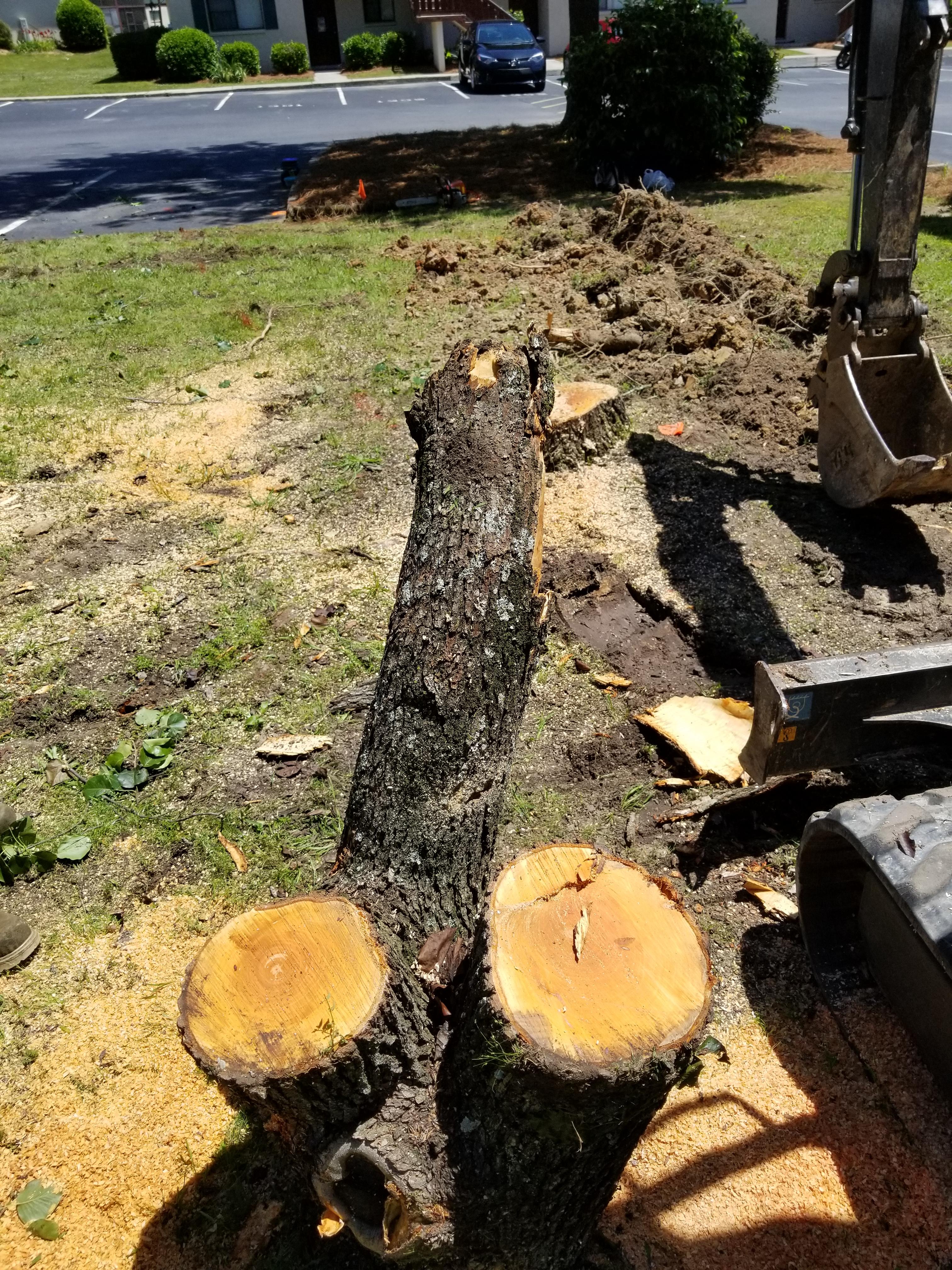 This Bradford Pear tree I cut down today. r/mildlypenis
