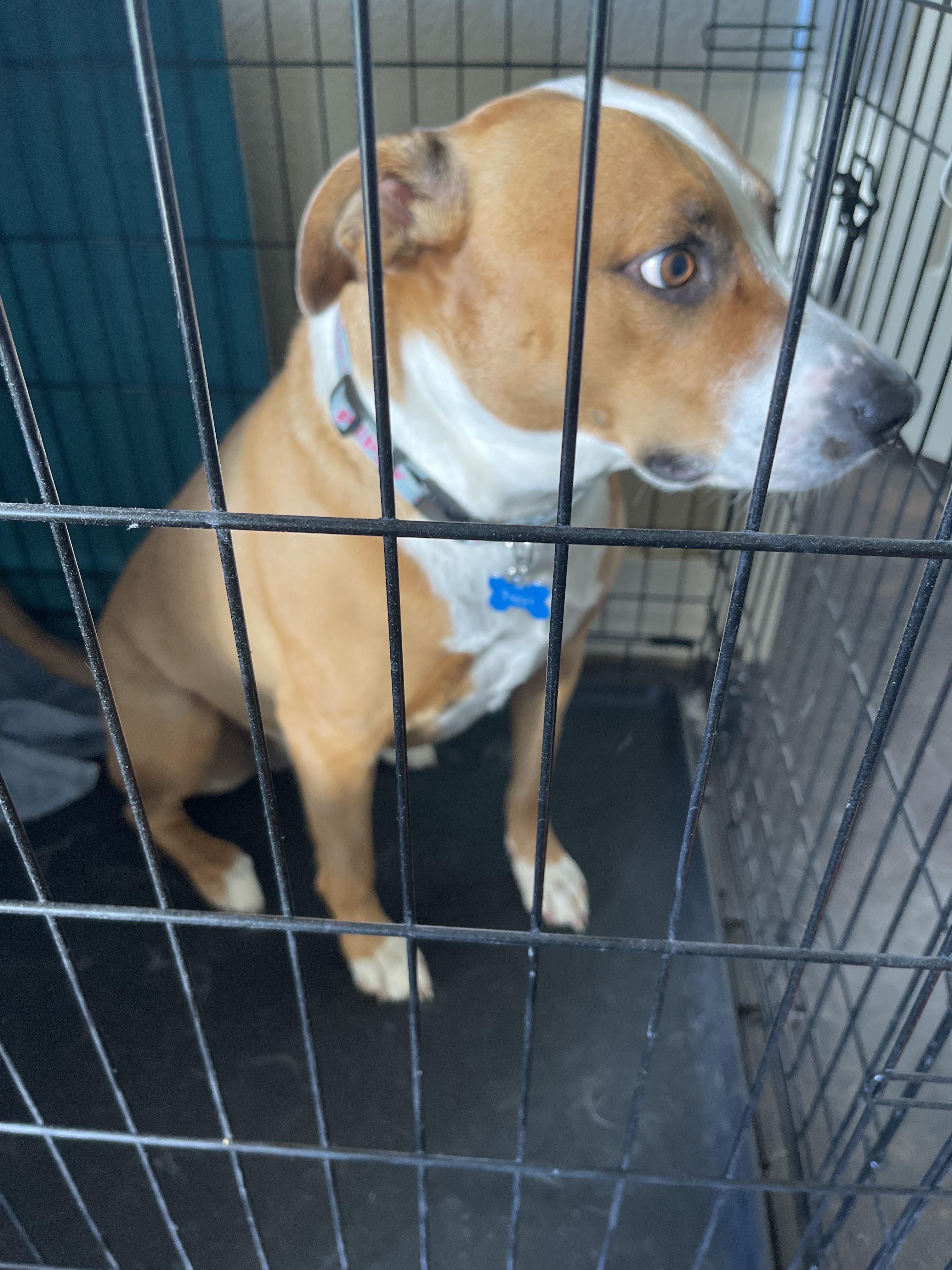 Is Vaseline Toxic For Dogs