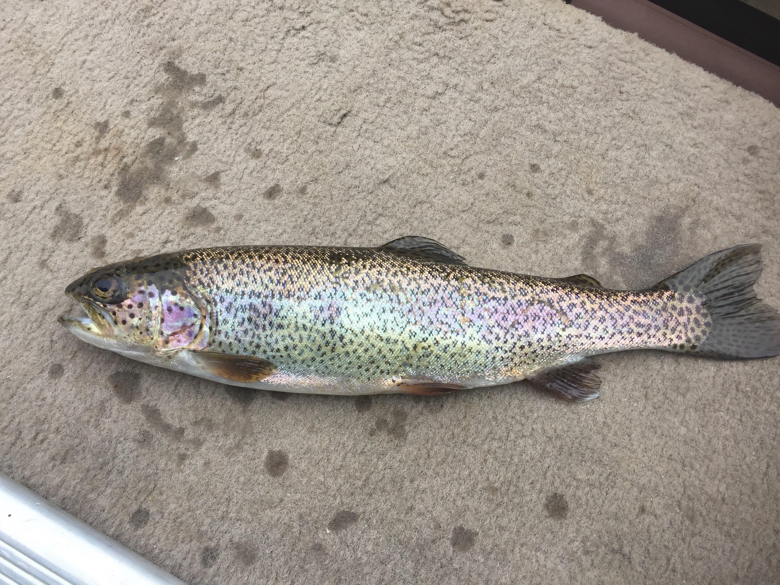 The most vibrant colors I've ever seen on a rainbow trout. r/Fishing