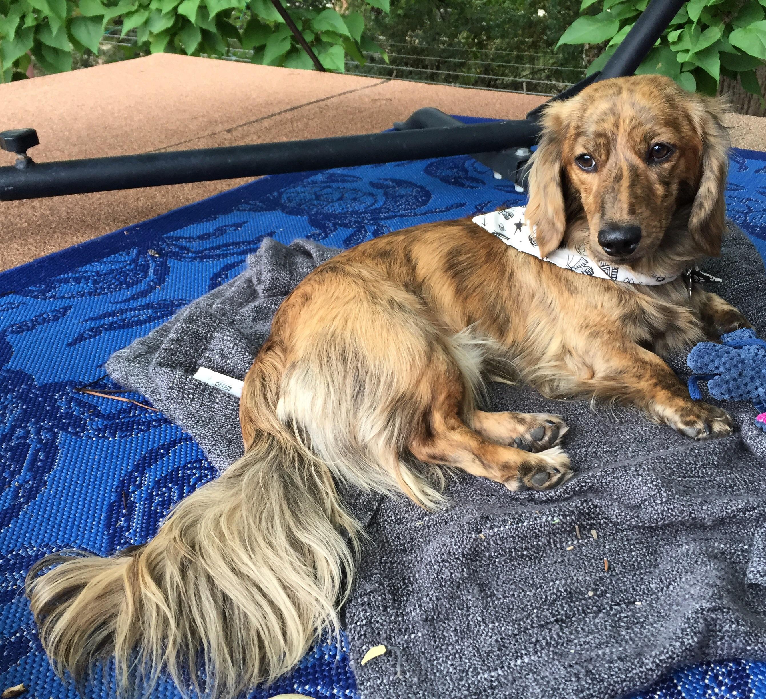Long dog tail feathers r/Dachshund
