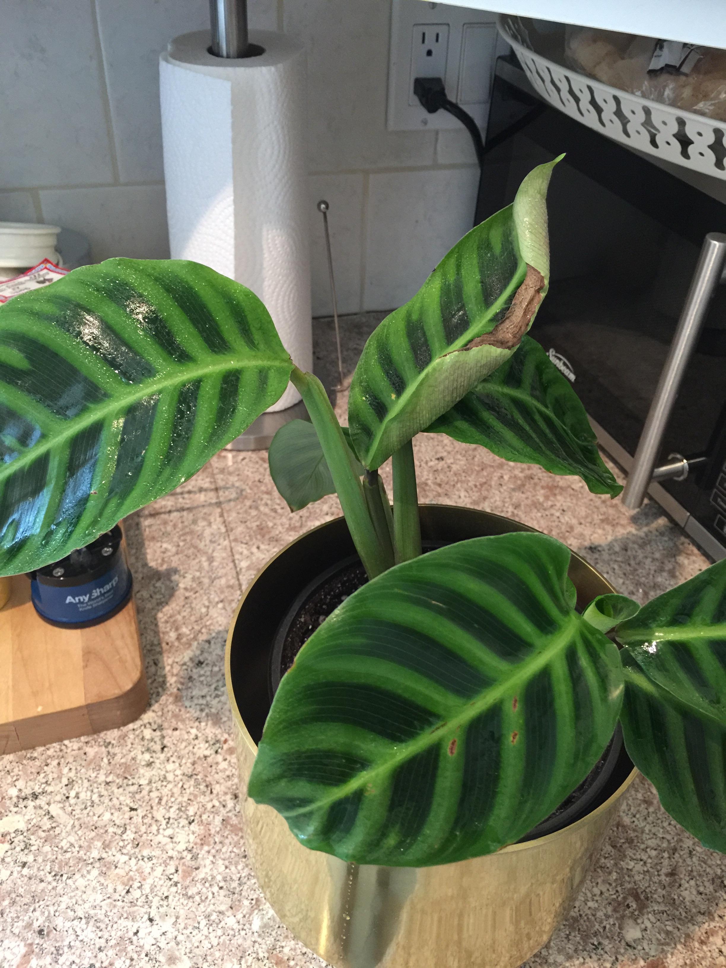What’s with this crispy brown edge on my calathea zebrina? Should I cut it off? If so, where