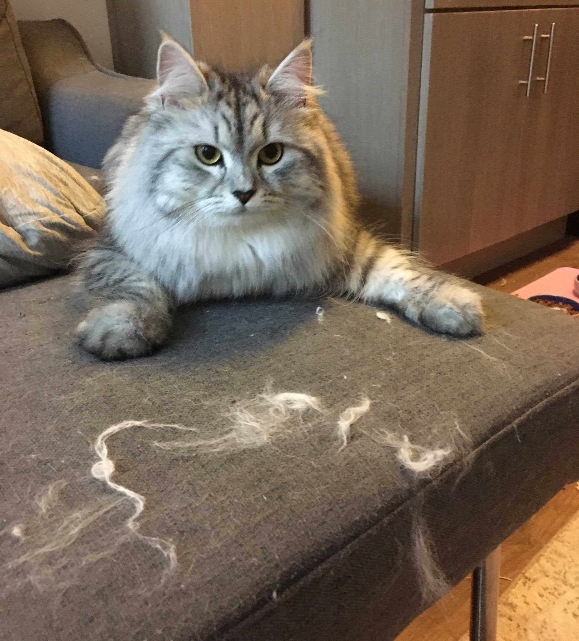 I just cleaned the cat hair off the couch so she put more back on! r/SiberianCats