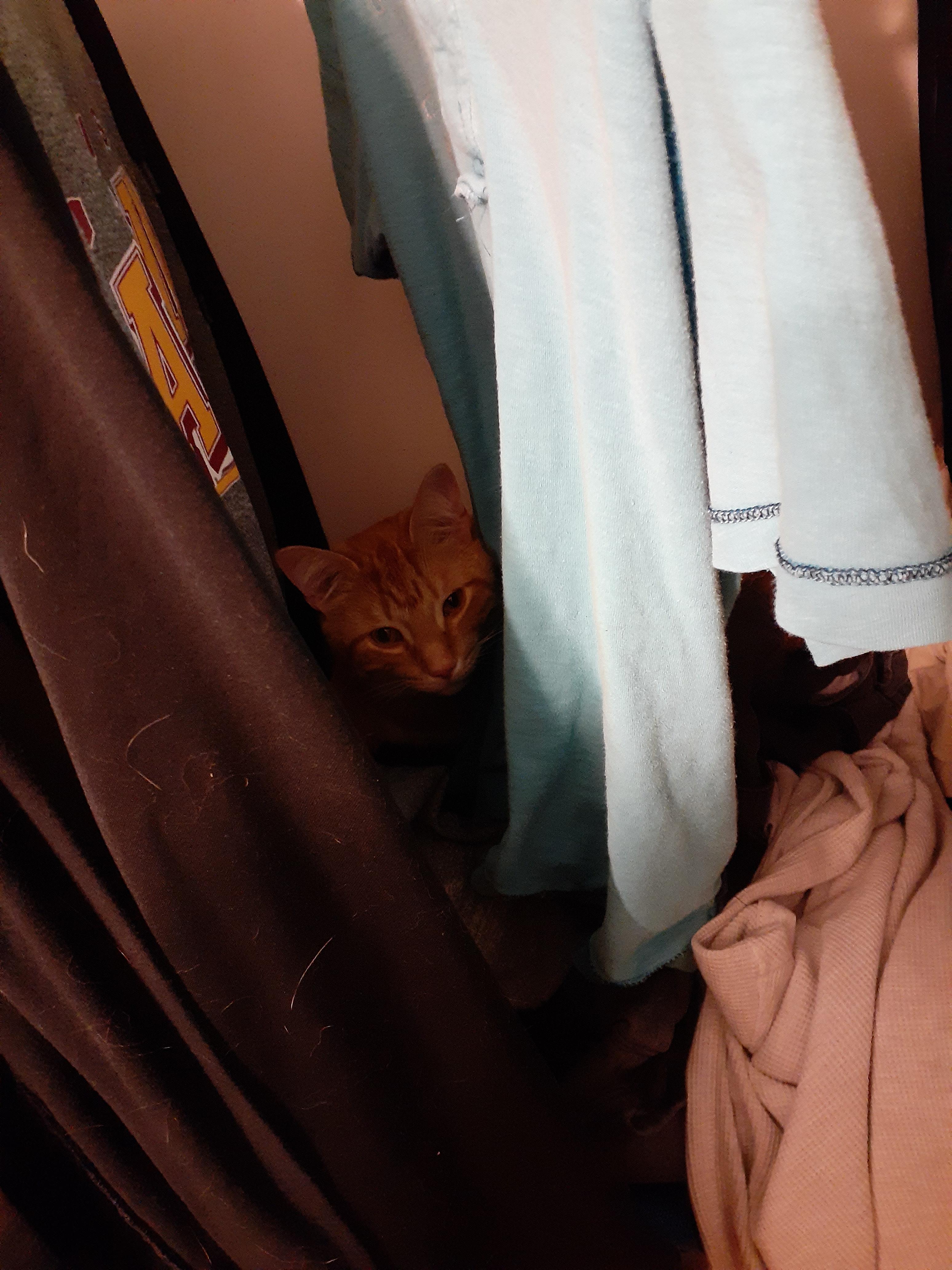 Here is my cat tearing through my cloths again hes proud of is chaos