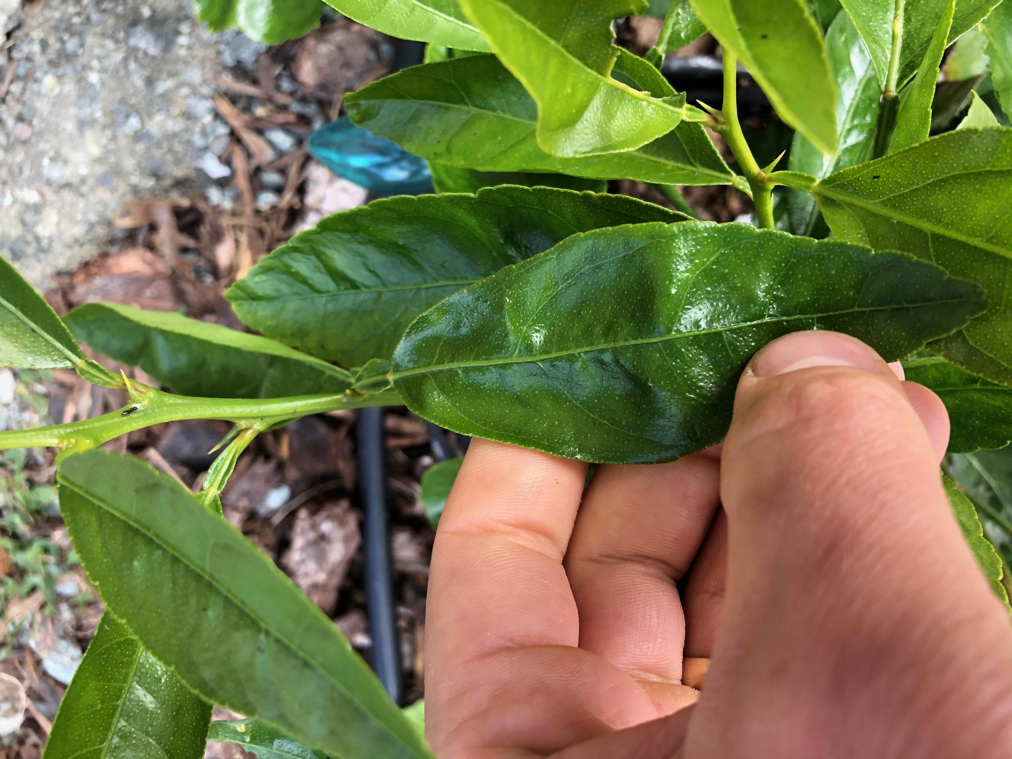 Kumquat oozing amber sap any suggestions? Citrus