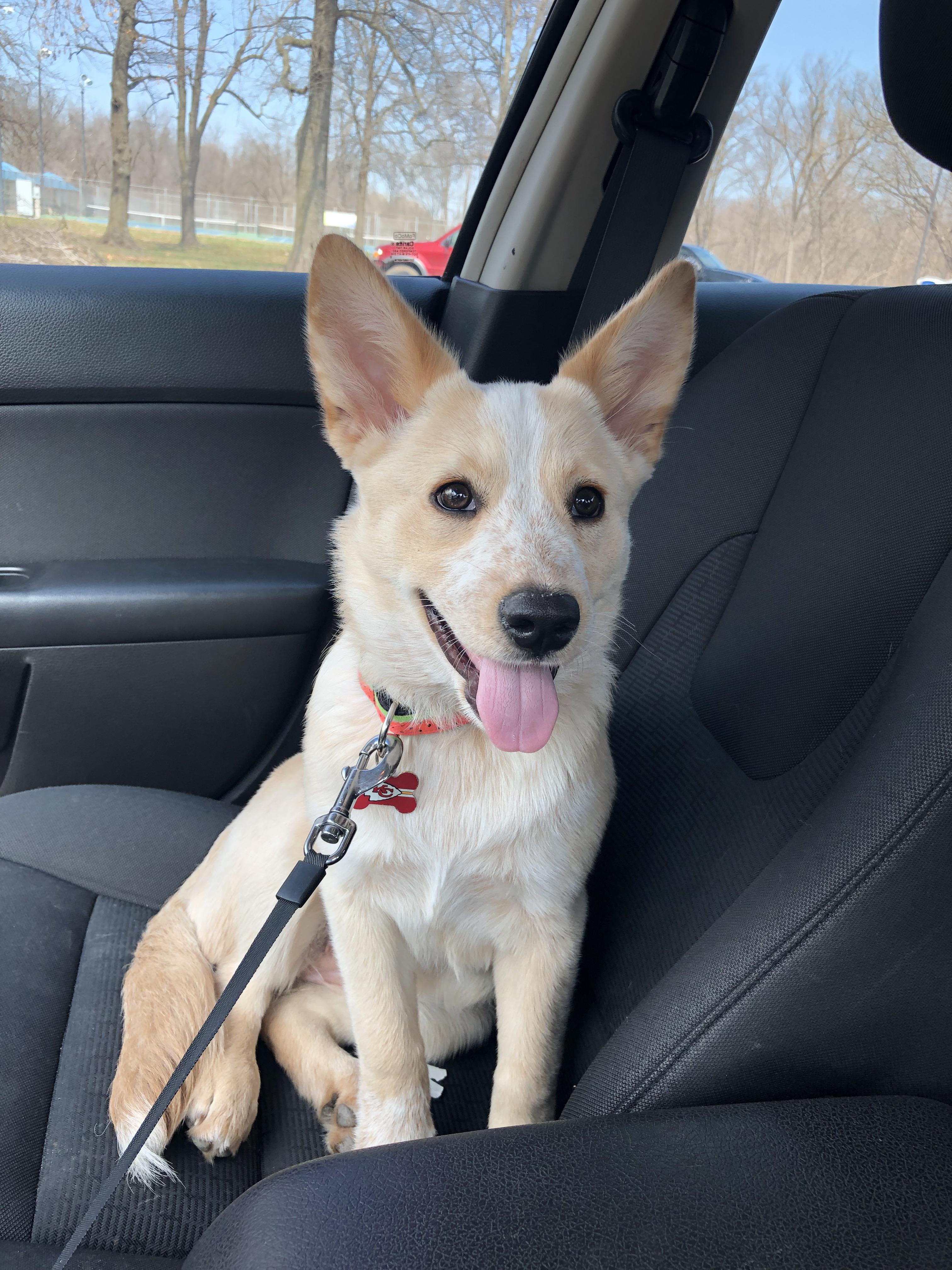 Australian Cattle Dog German Shepherd Mix