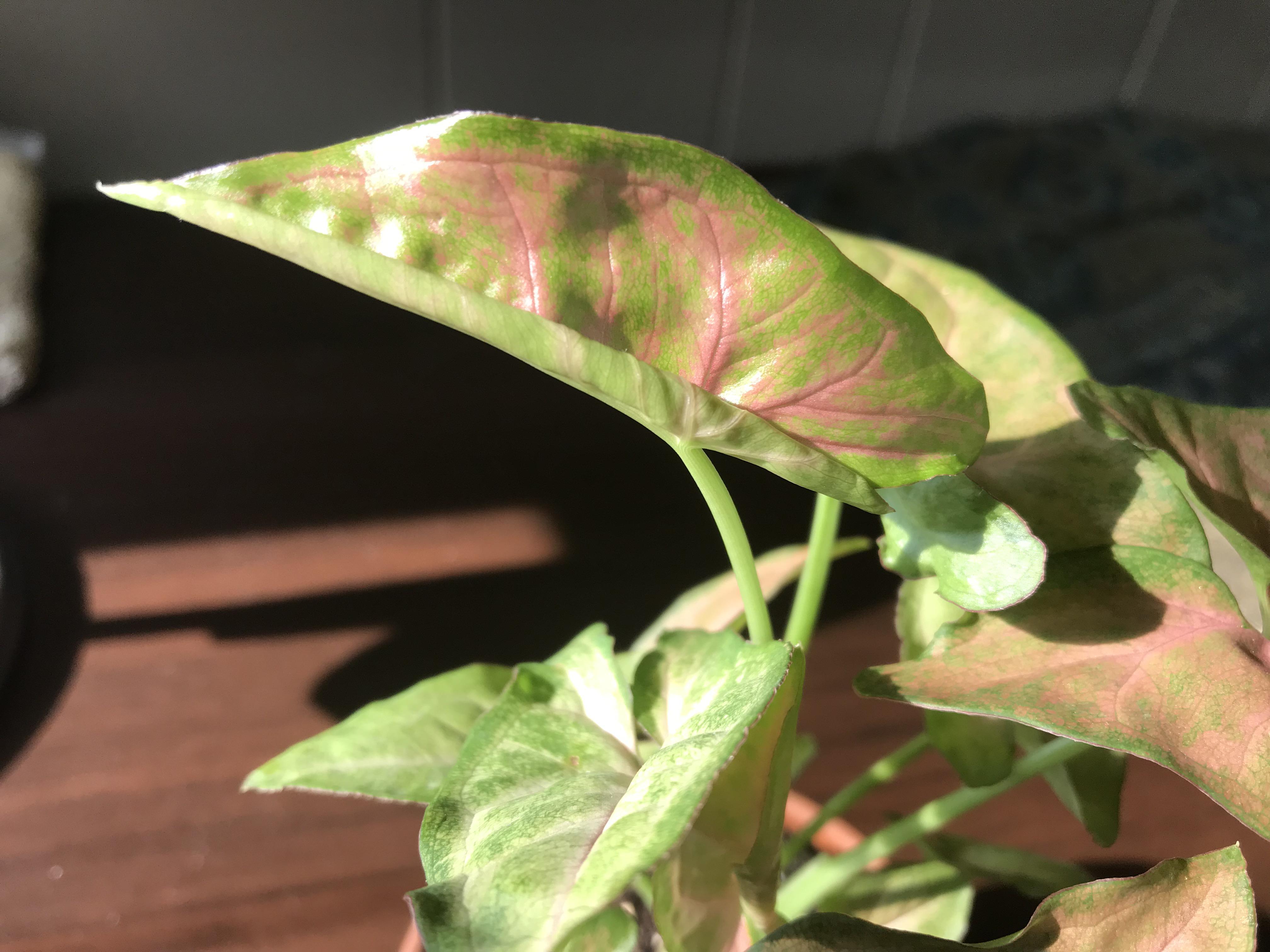 Slow reveal of a new 'Strawberry Cream' Syngonium leaf 😍 houseplants