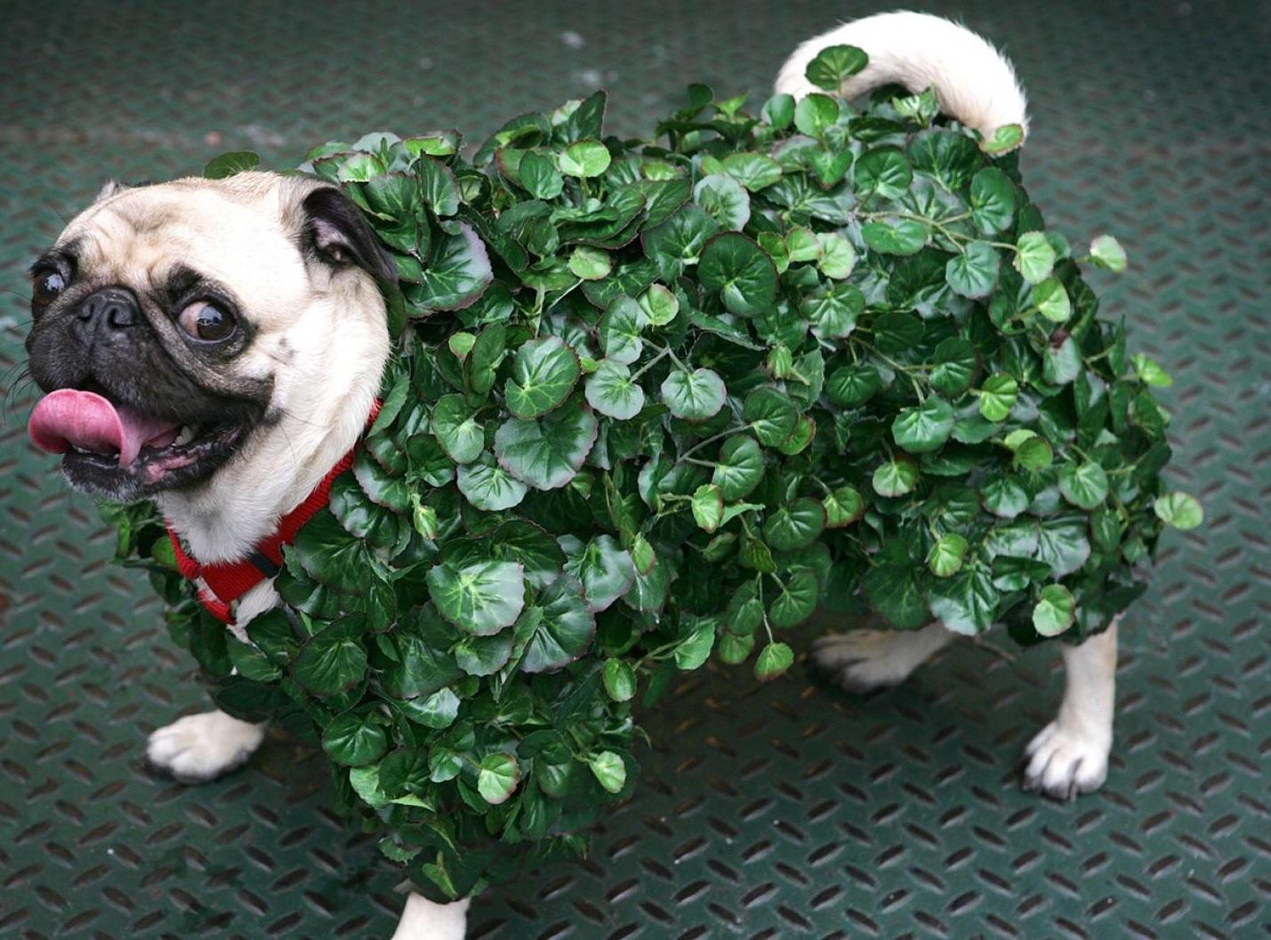 PsBattle Pug with a bush costume