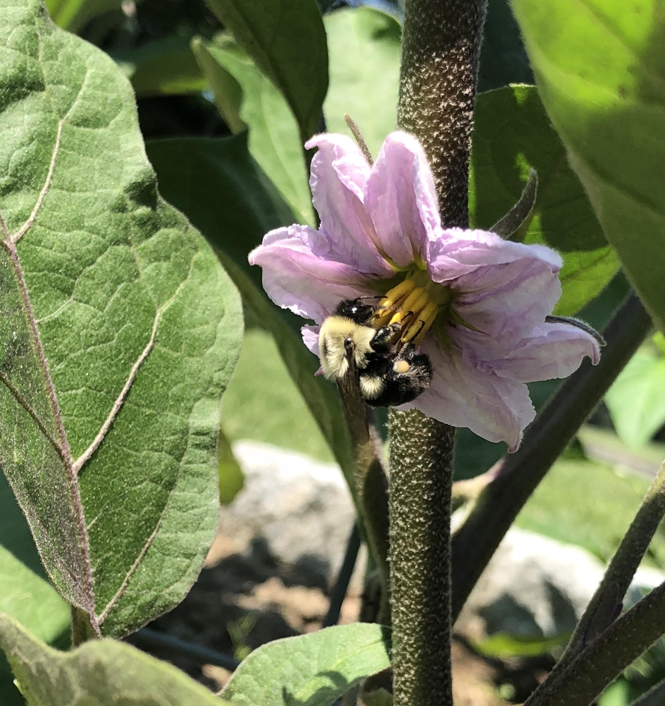 Pollination in progress on my eggplants! r/gardening