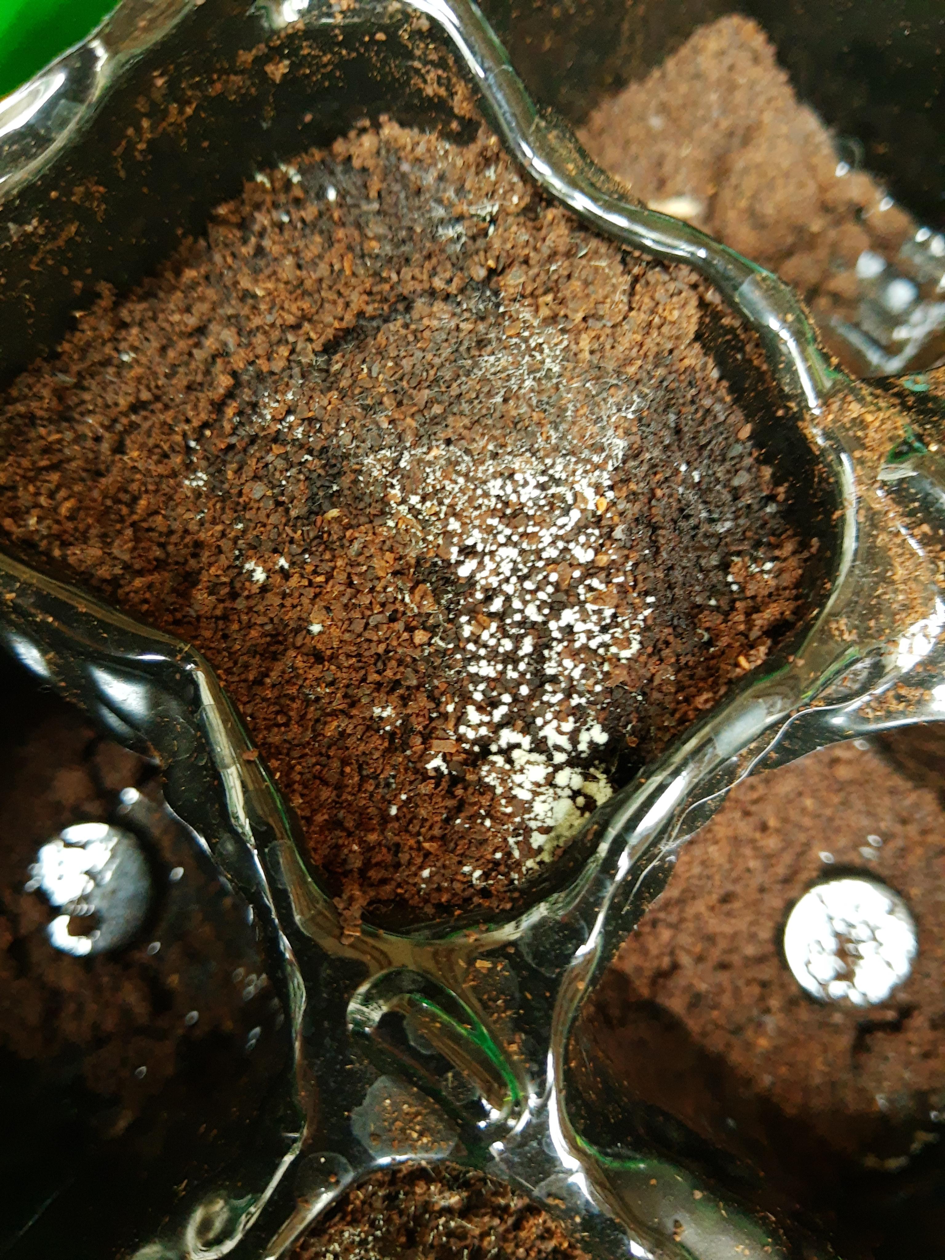 Does anyone know what this white fungus is? I'm doing an experiment