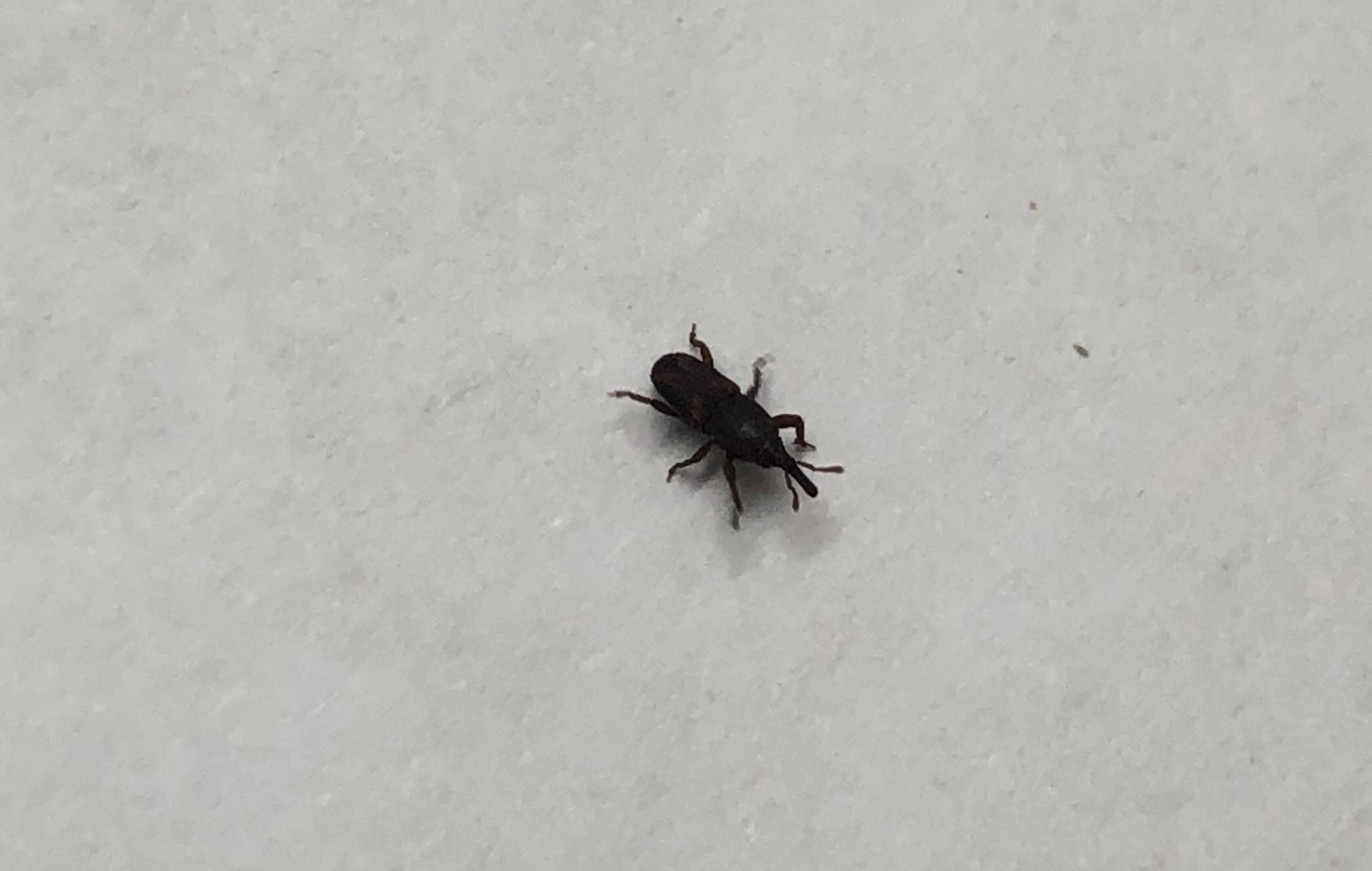 I keep finding these tiny bugs (about 1/8”) all around my house in