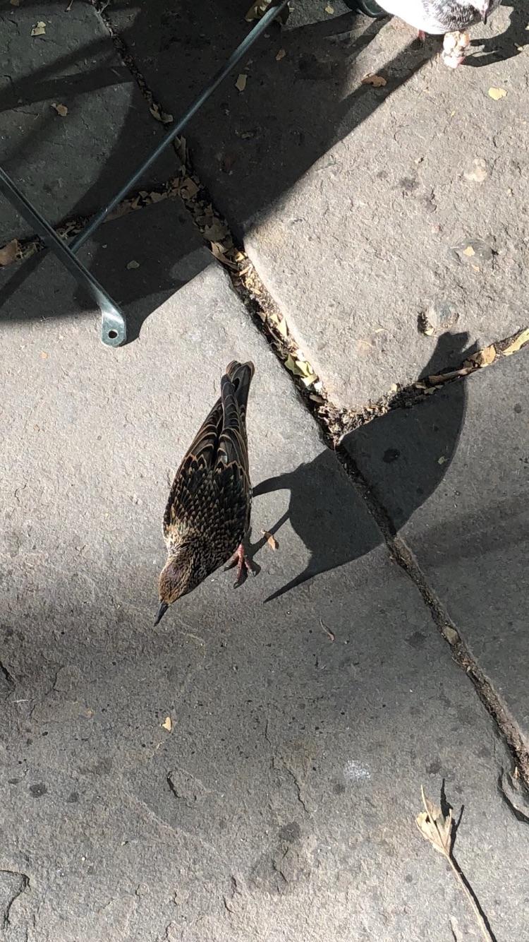 European starling? NYC r/whatsthisbird