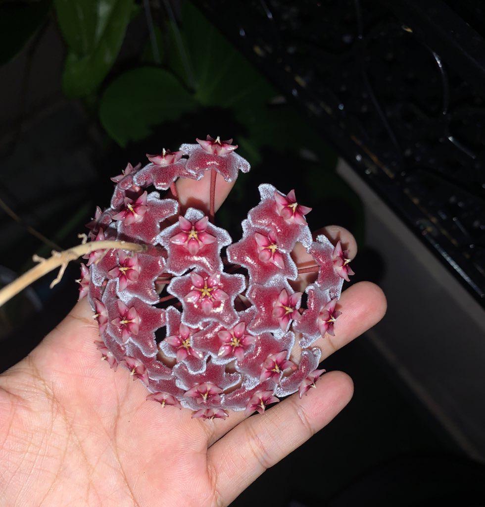 I had my first hoya last year and this is my first bloom! Can someone