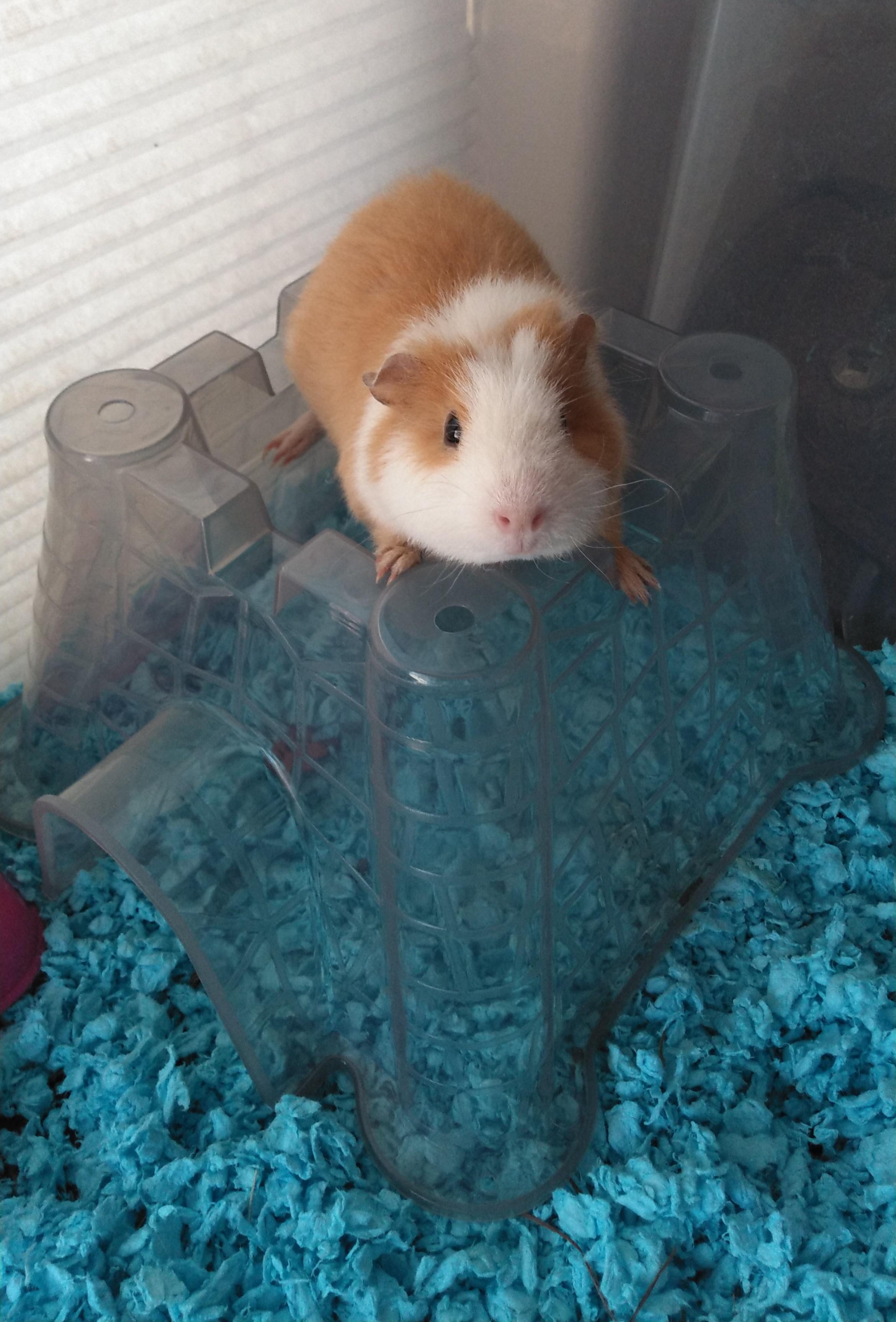 Behold King Lard!!! (Yes, his name is Lard) r/guineapigs