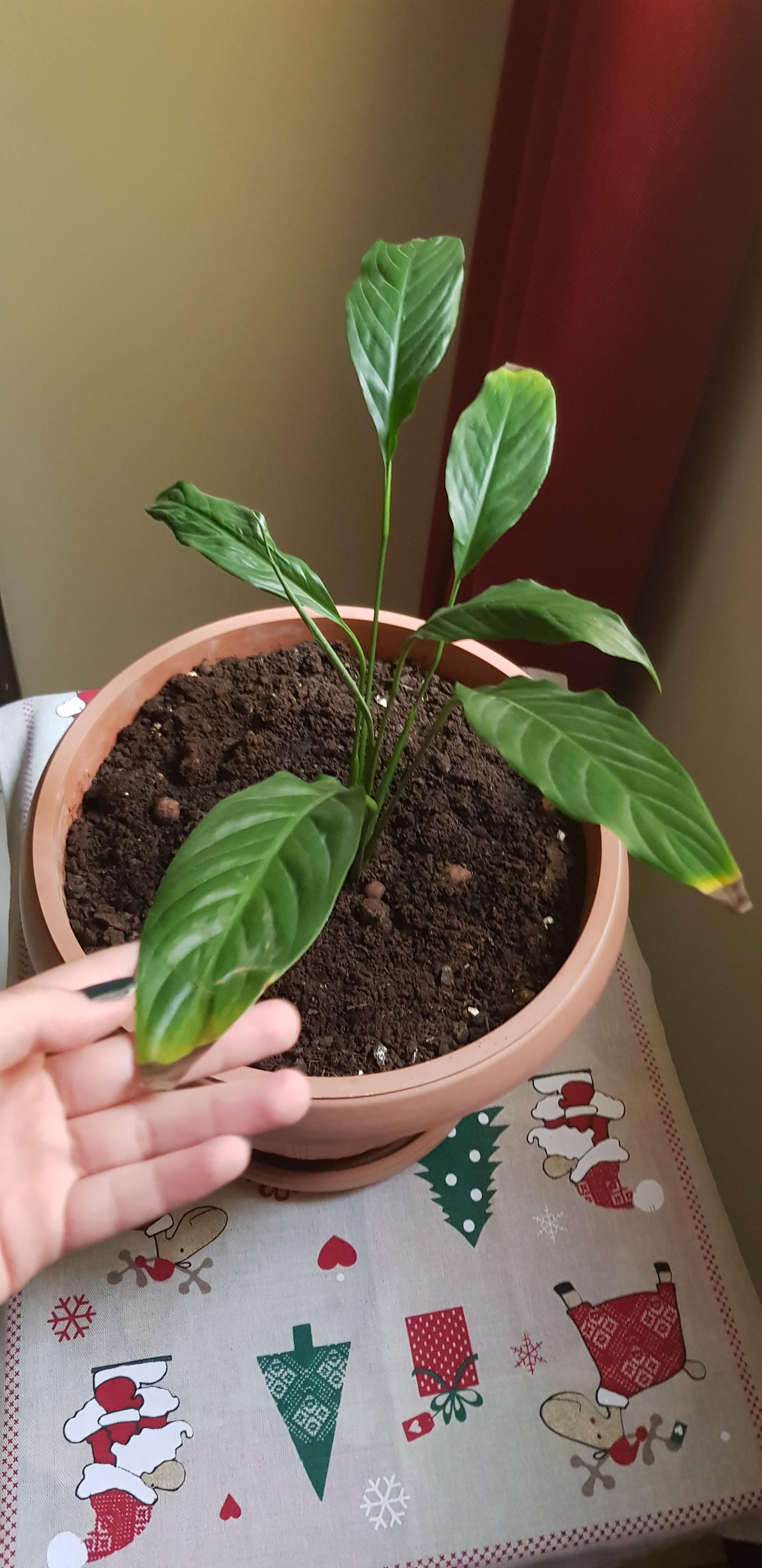Does anyone know why my plants leaves have brown tips? At first I