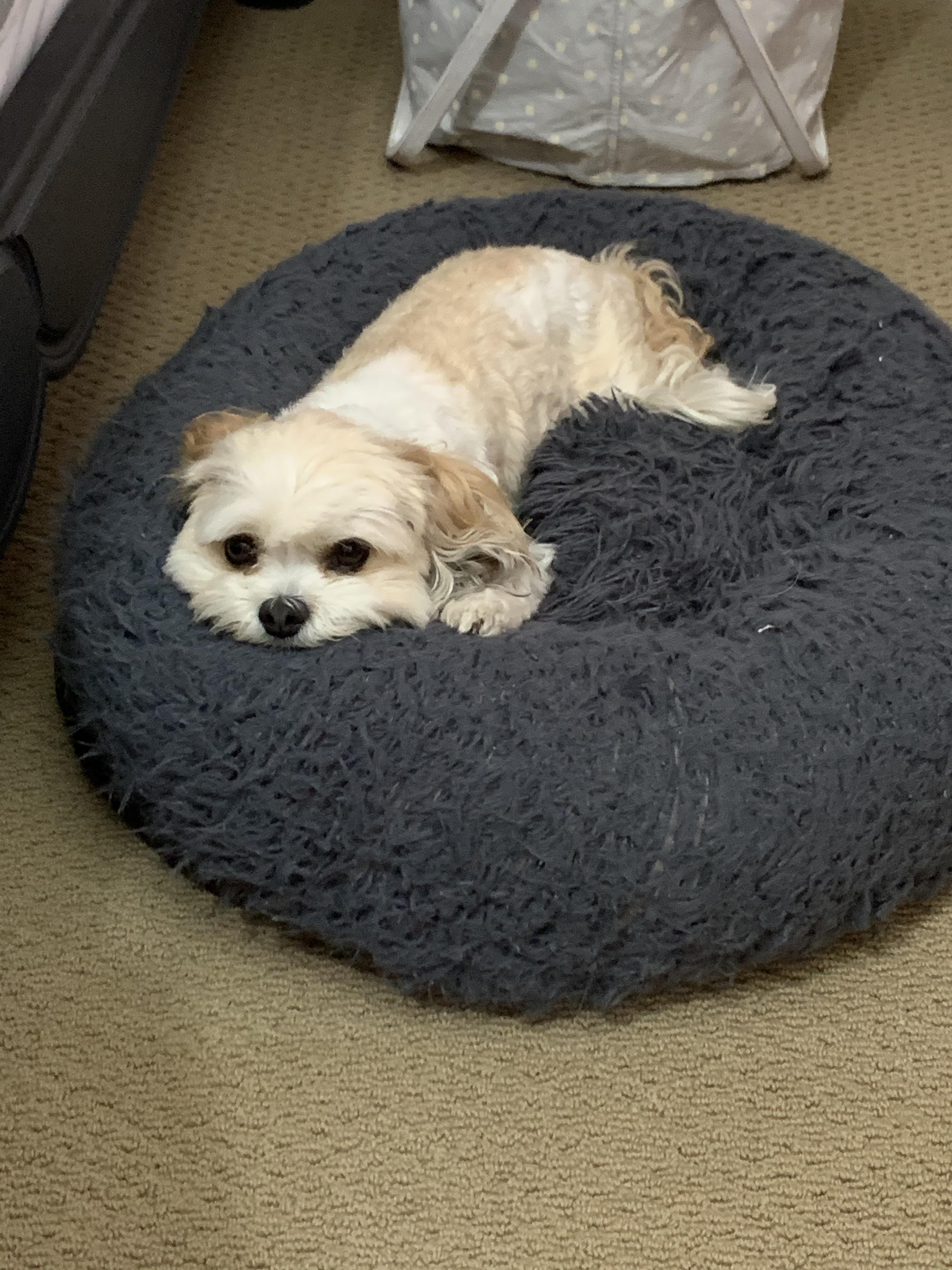 2nd update my cavachon finally found his way to his bed! r/cavachon