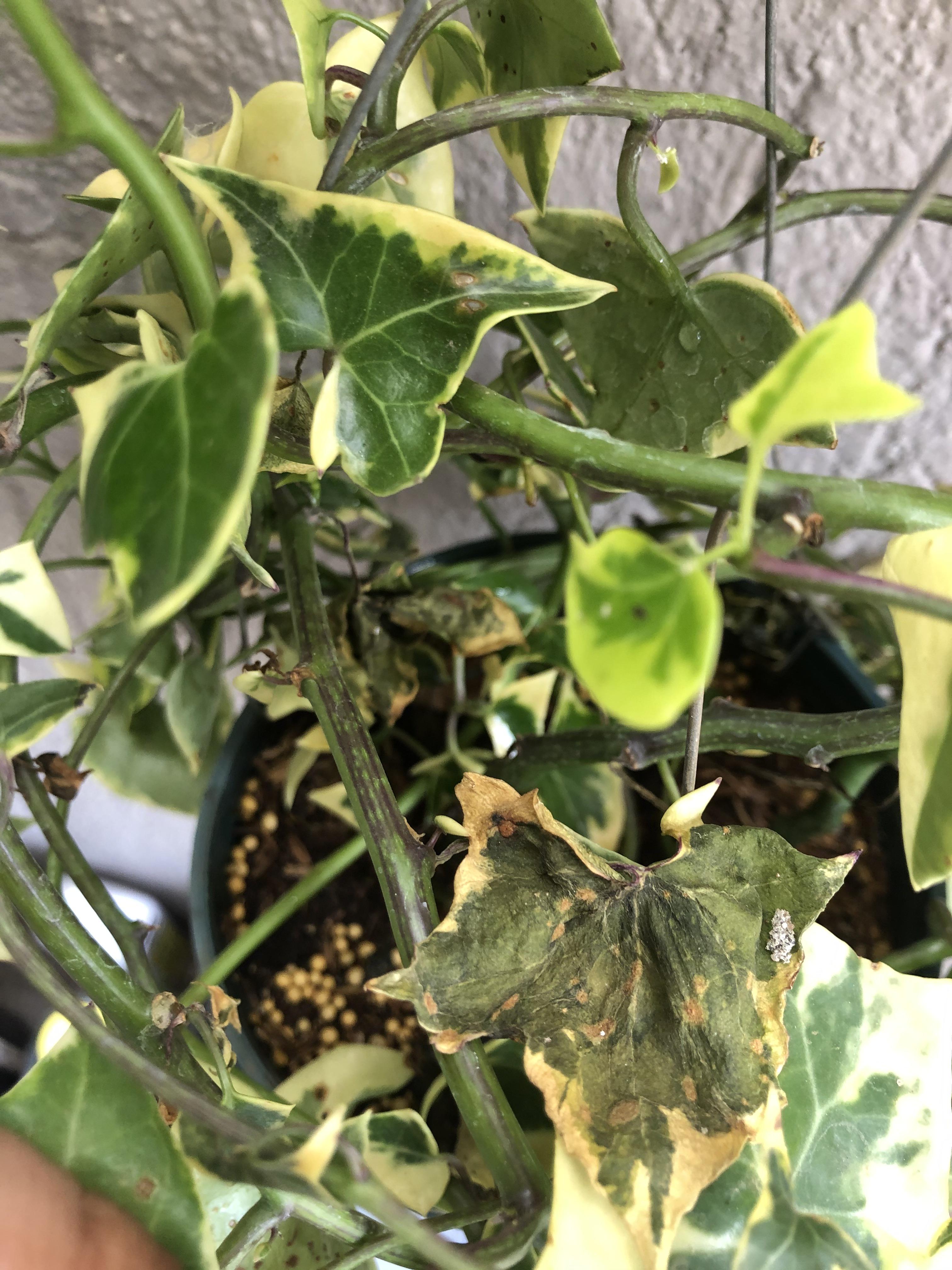 I’ve only had this English Ivy for a few days, and some leaves are