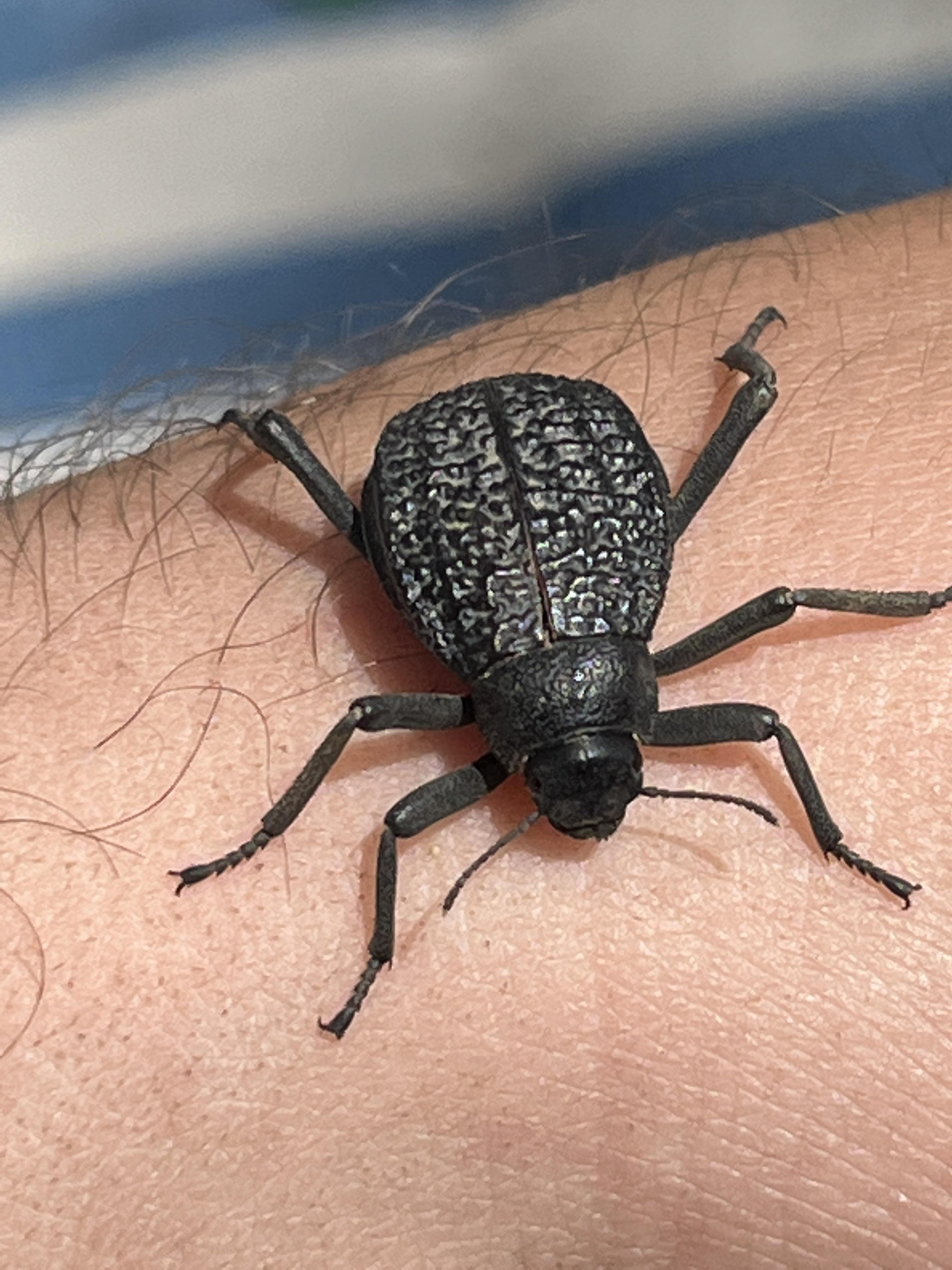 Id? Is it's bite harmful? r/Beetles