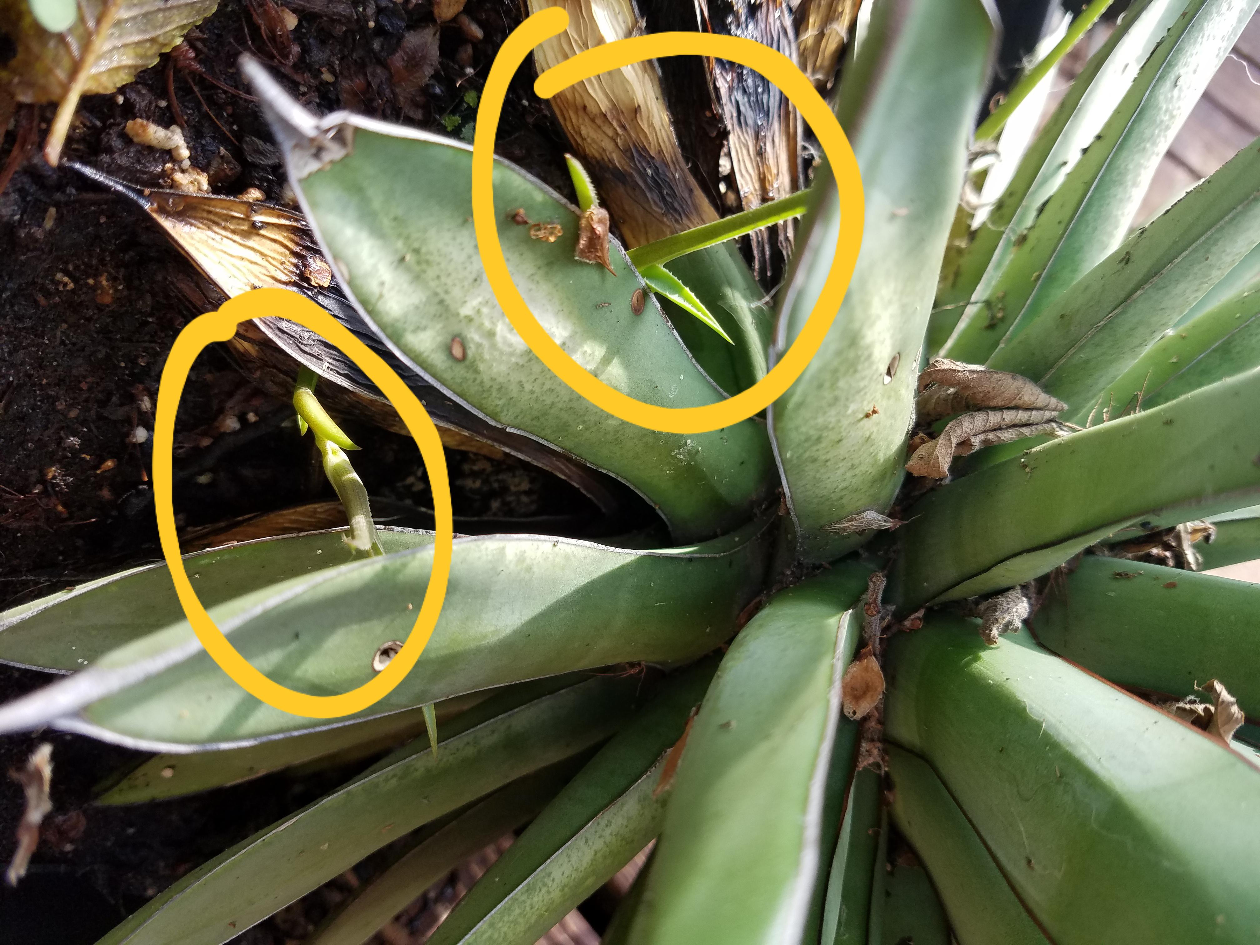 My agave is making me babies!!! r/gardening