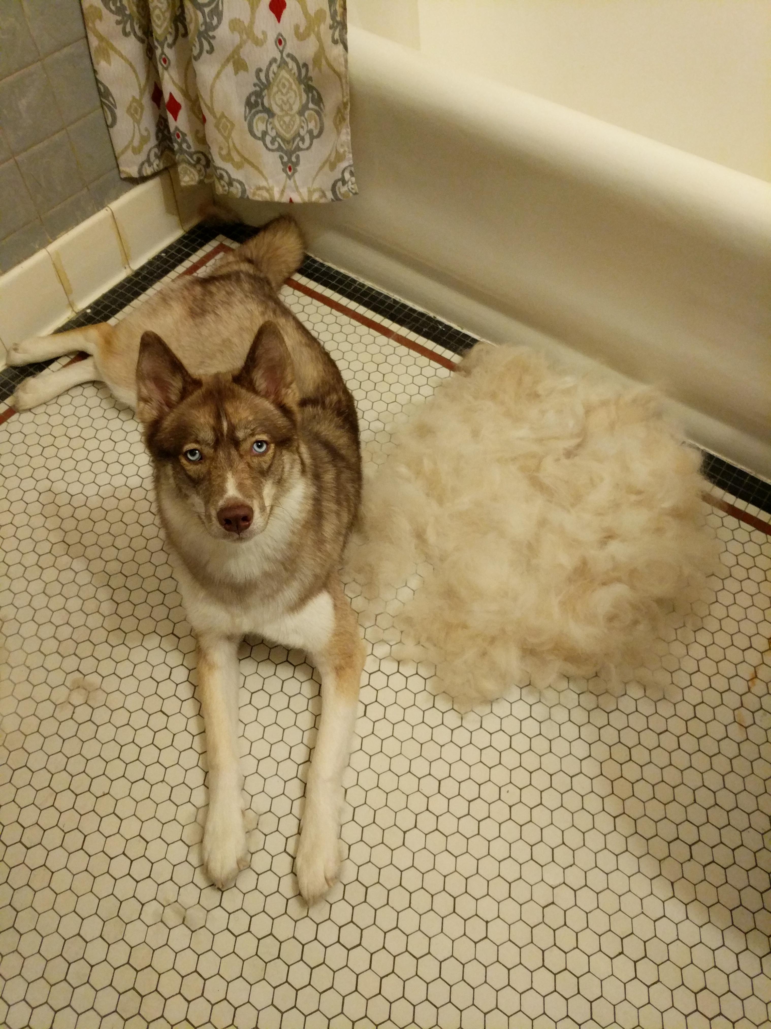 I just brushed my Husky's winter coat off. r/mildlyinteresting