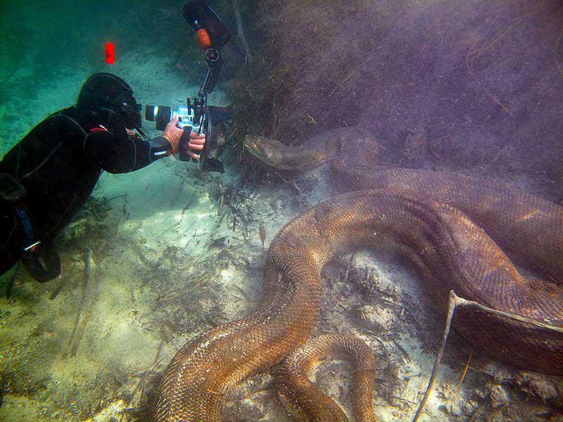Massive Anaconda underwater. The heaviest snakes in the world, they partially use the water to