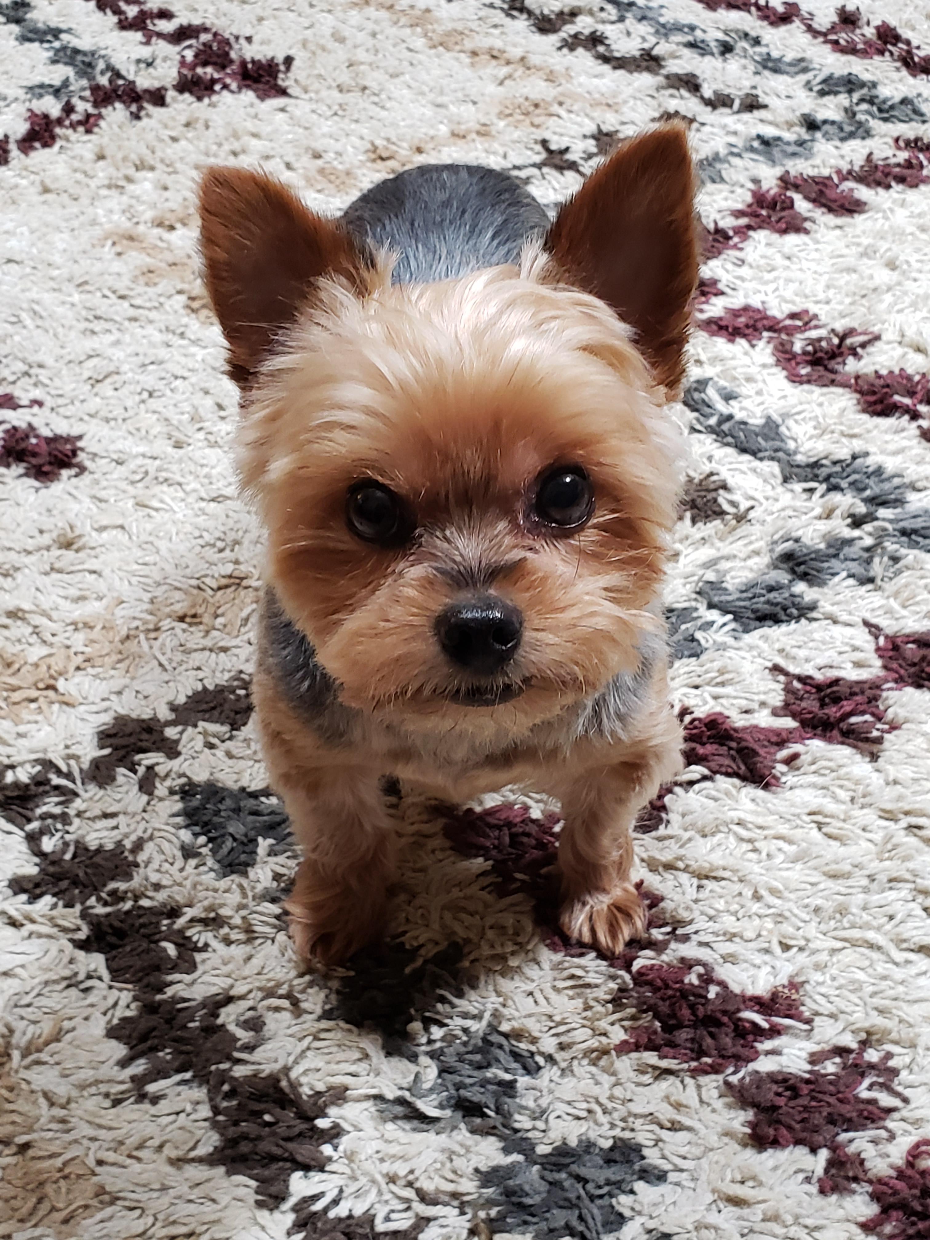 Watson he's so handsome but so dumb. We love that little face so much