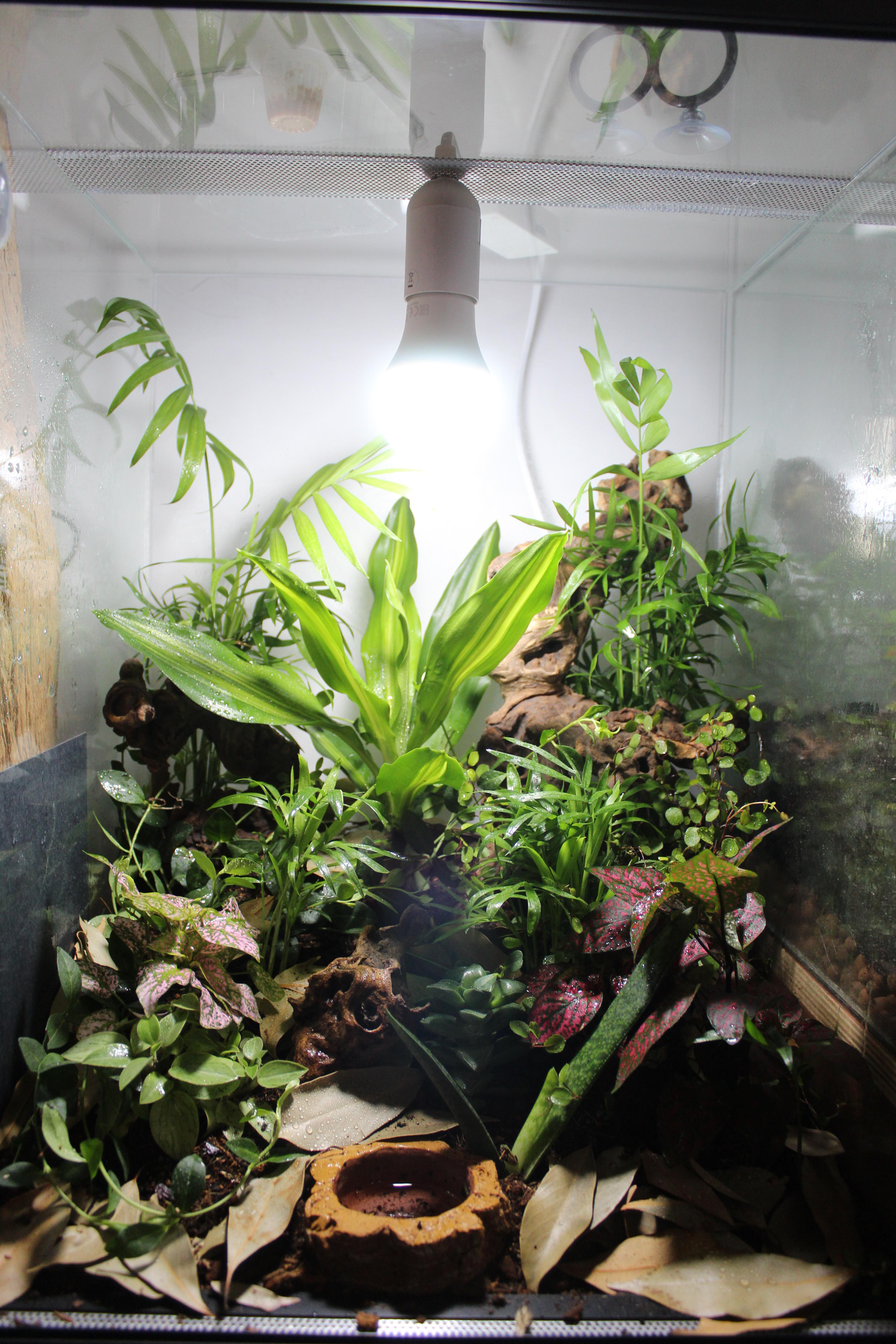 My crested gecko terrarium ), 40x40x60, any tips for improvement? r