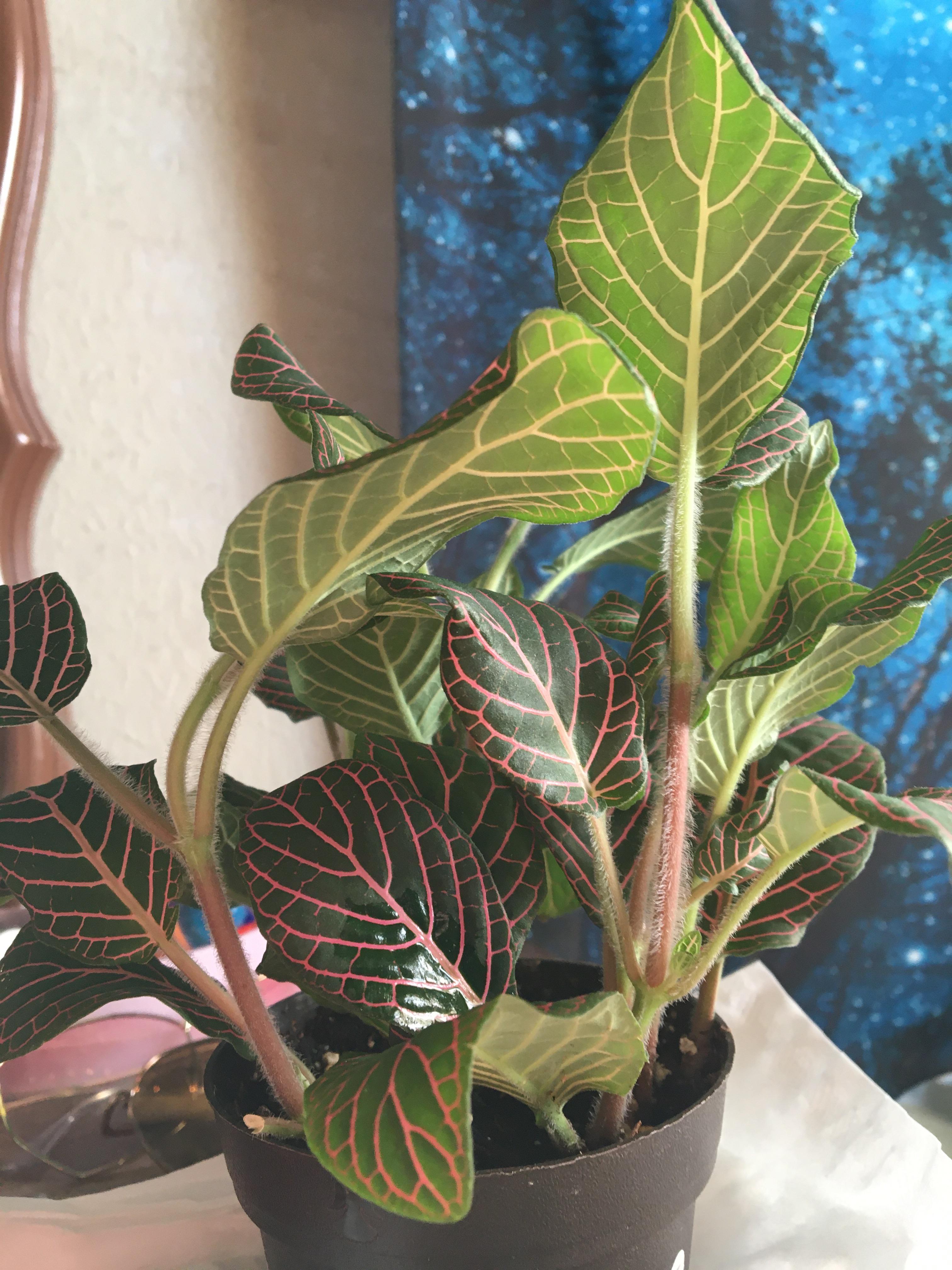 Simple Step How To Propagate Nerve Plant in Your Garden Check it out now! Plant Project