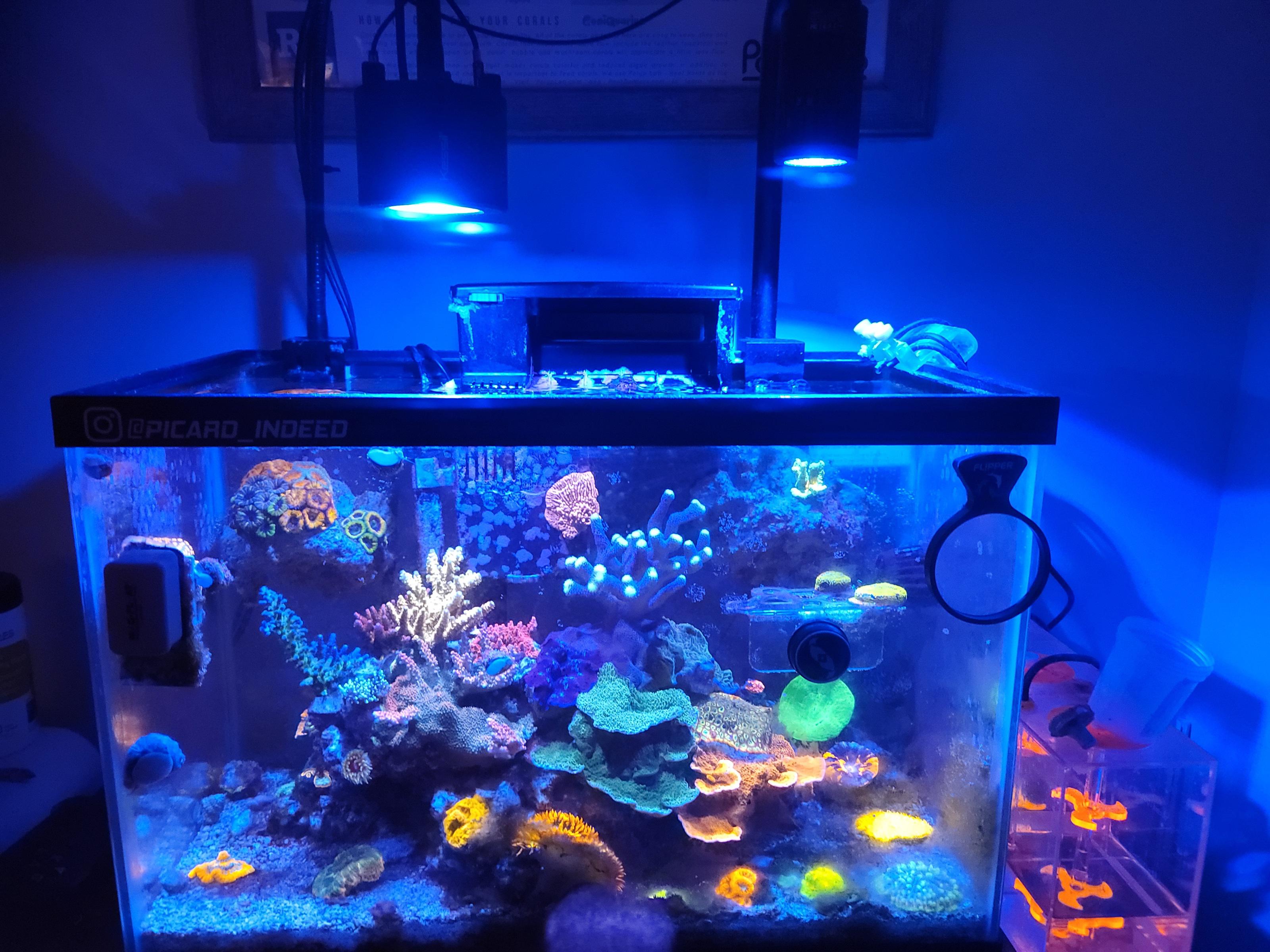 My 20 gallon Petco tank with HOB equipment. r/ReefTank