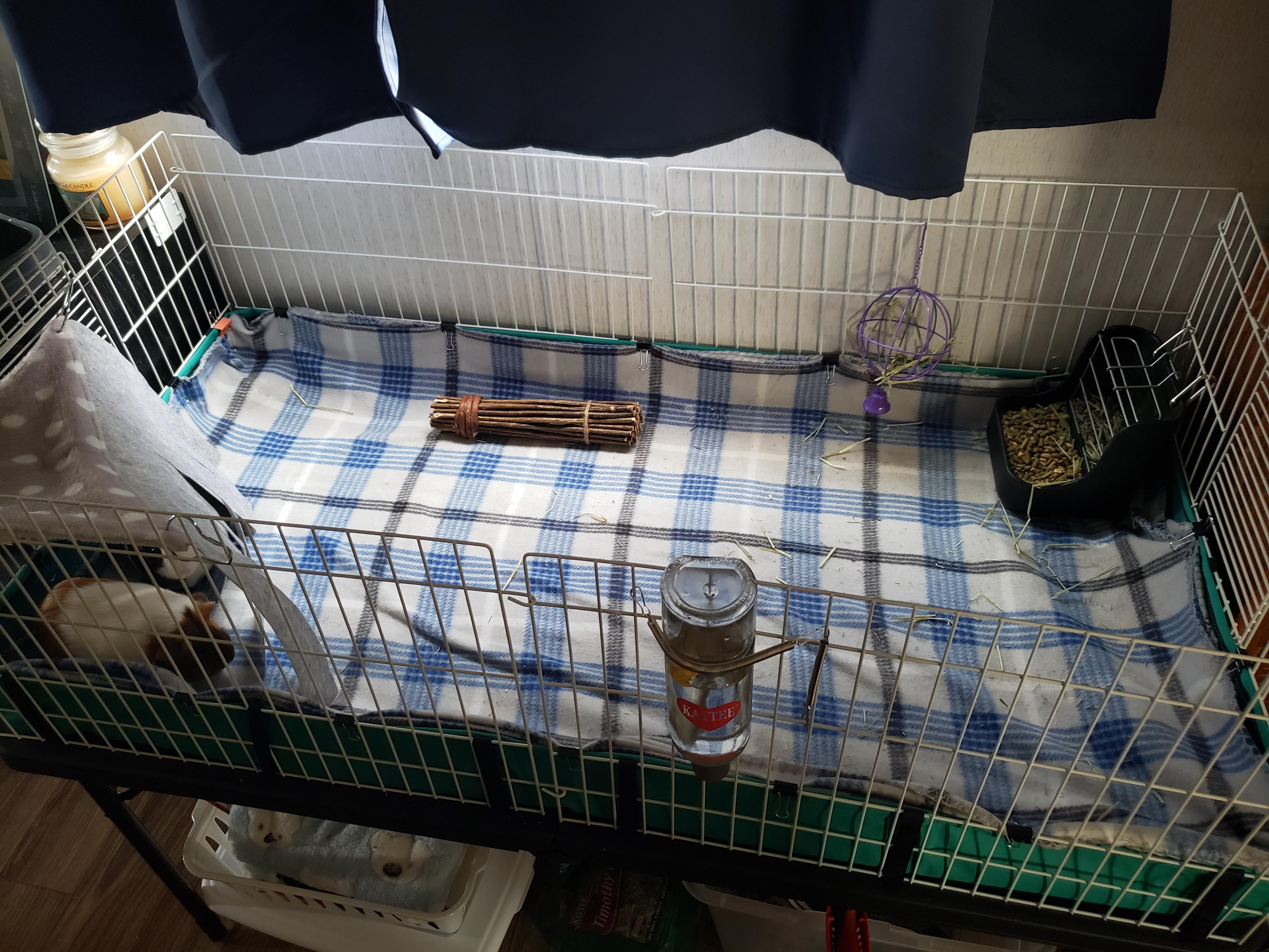 So we recently upgraded our girls to a bigger cage and decided to try