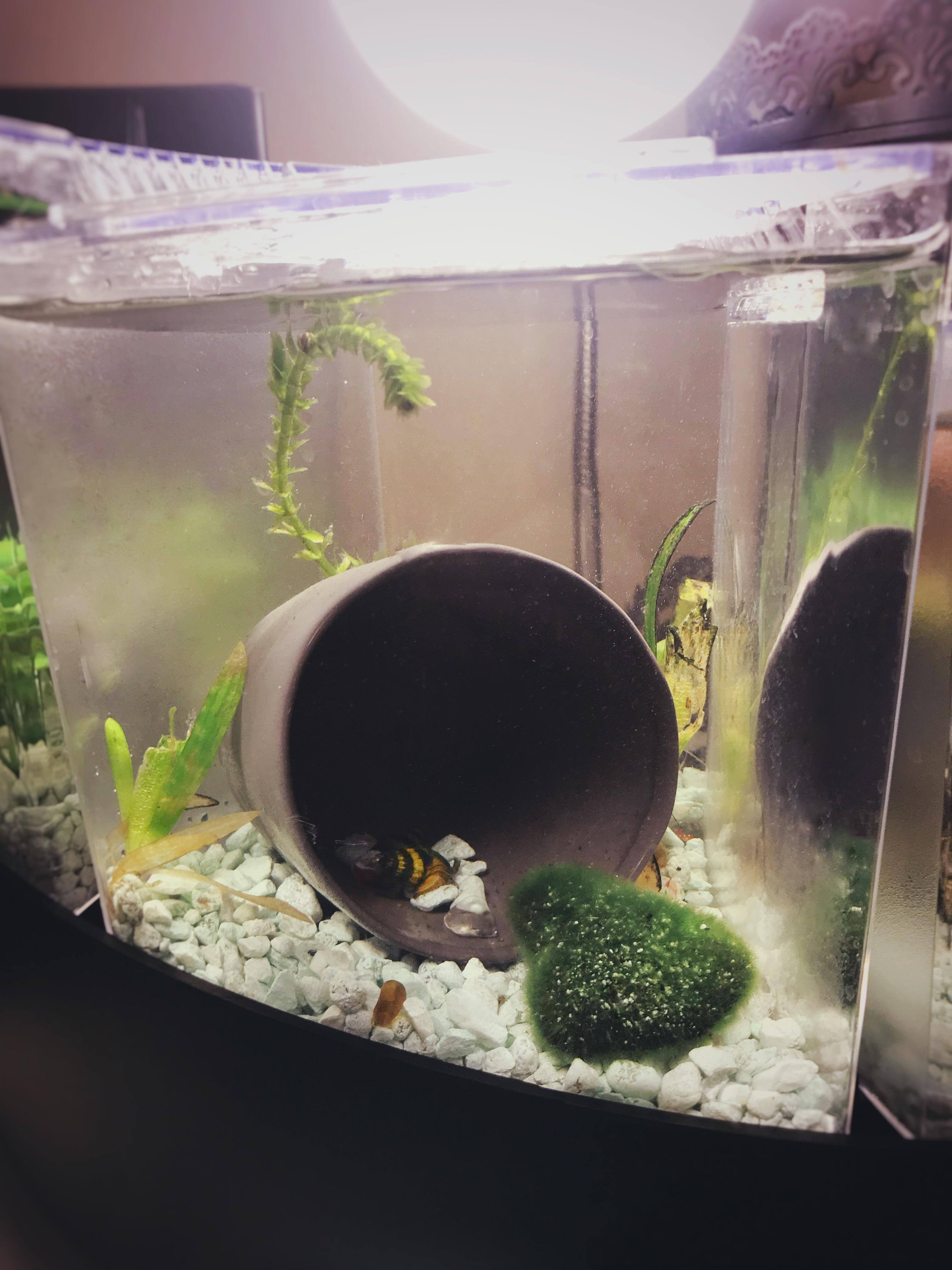 Betta Falls not great for bettas. Great for rehabbing snails and plant