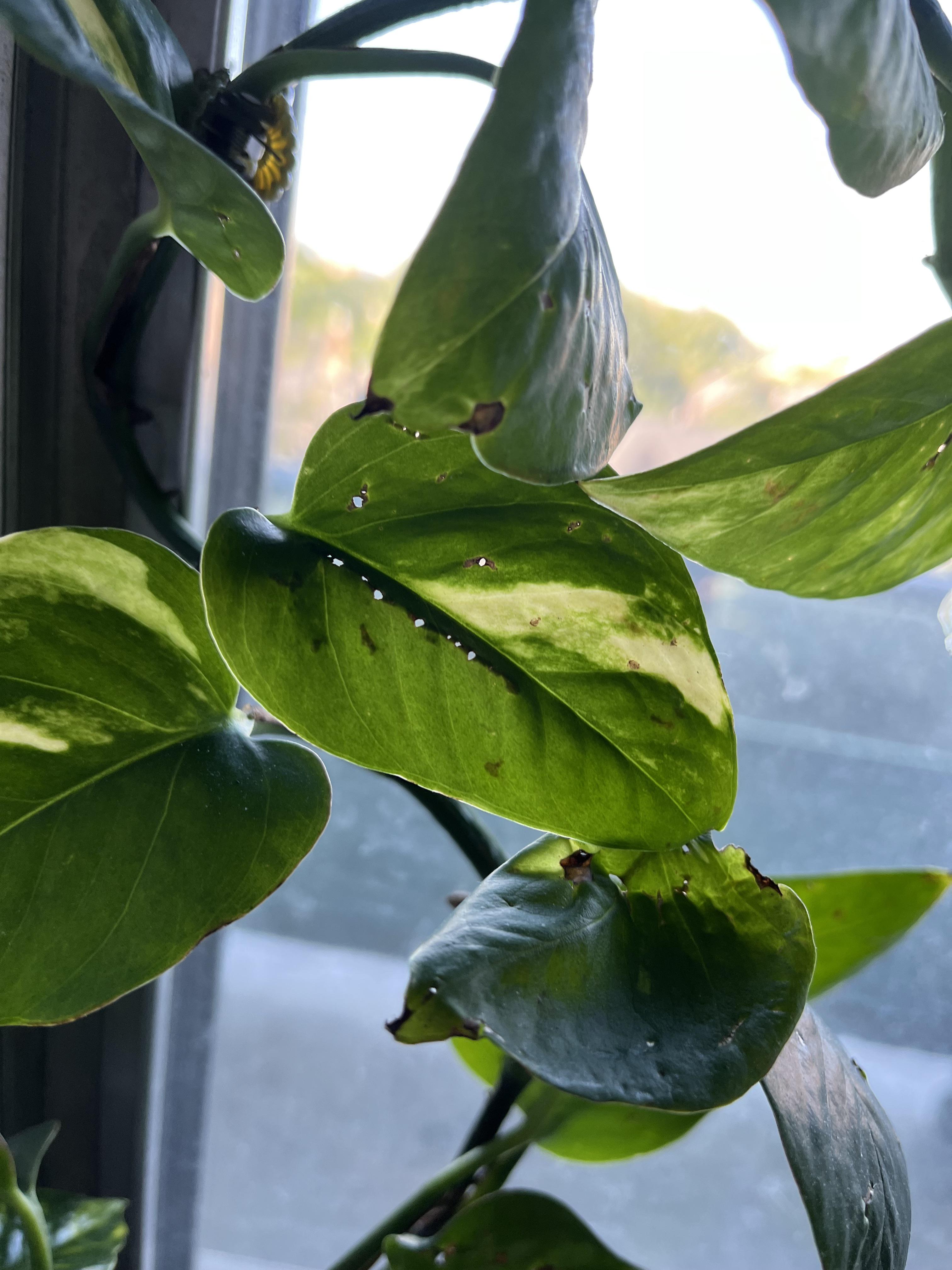 Why are the new leaves getting holes and black edges?! r/plantclinic