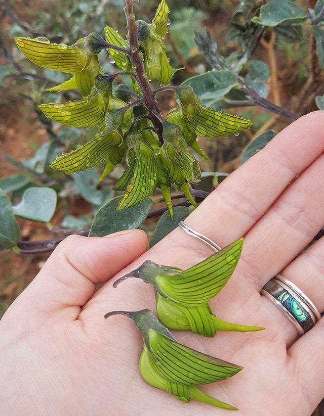 This is the Green birdflower native to Australia and its flowers are