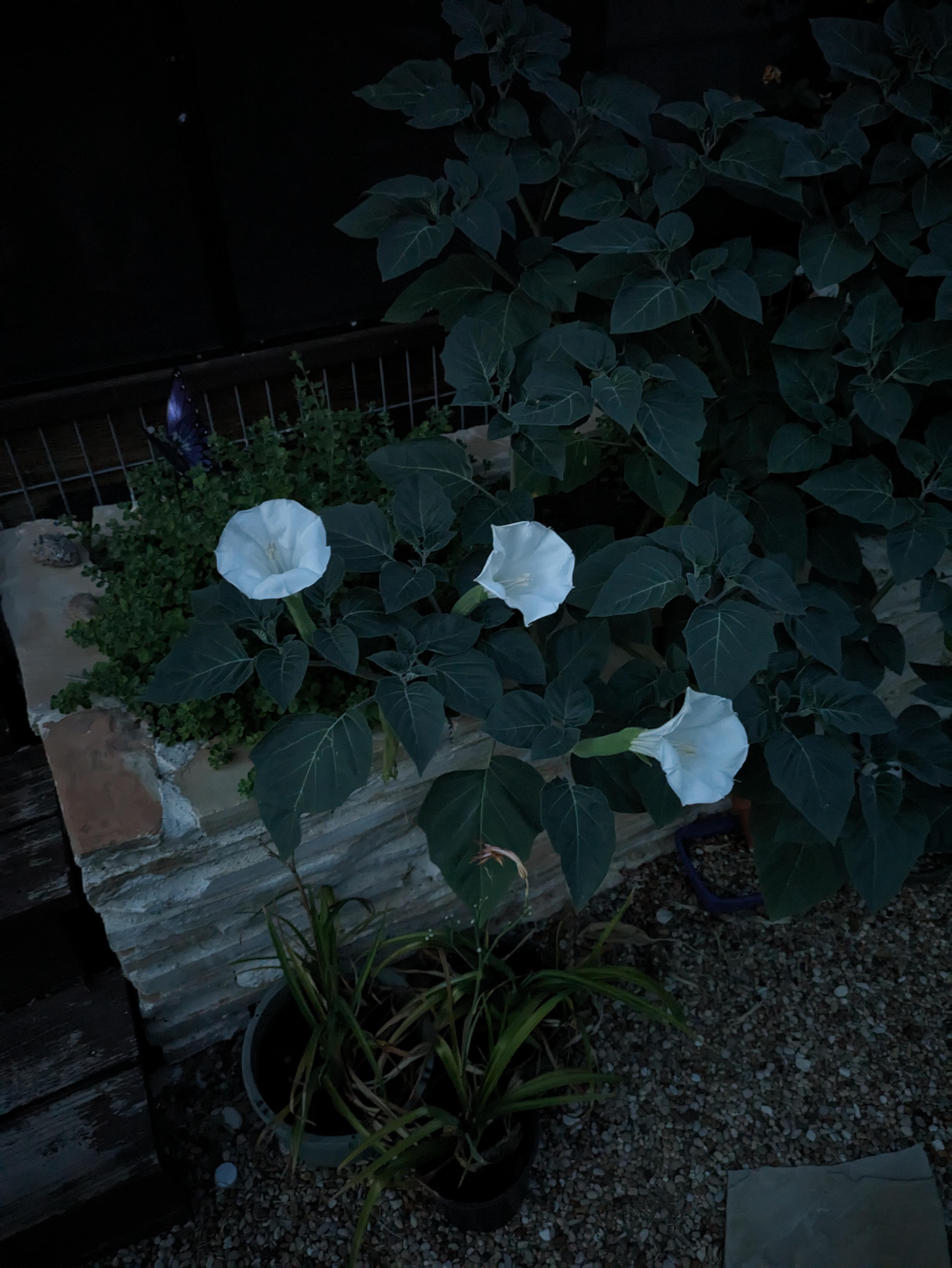 20+ Moonflower Plant Vs Vine GalyaGianine