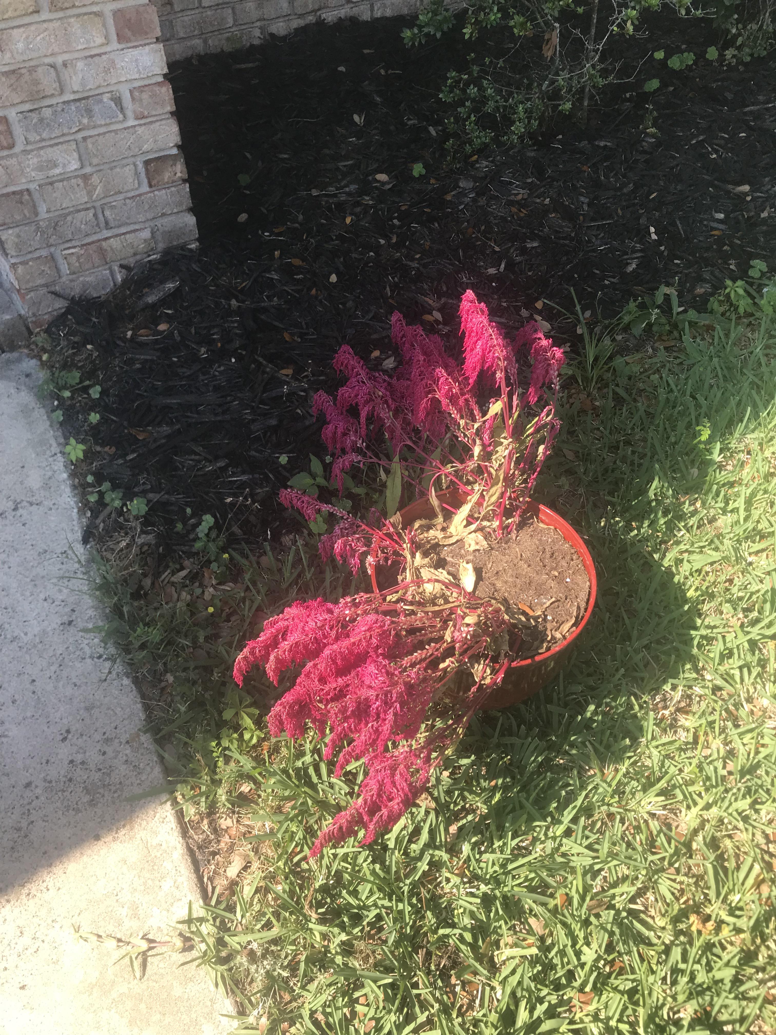 In an ironic twist following the GOT finale, my dragon’s breath plant