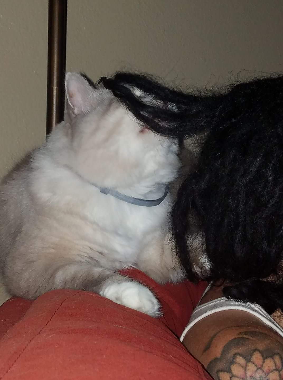 Apparently my cat wants dreads 😅 r/Dreadlocks