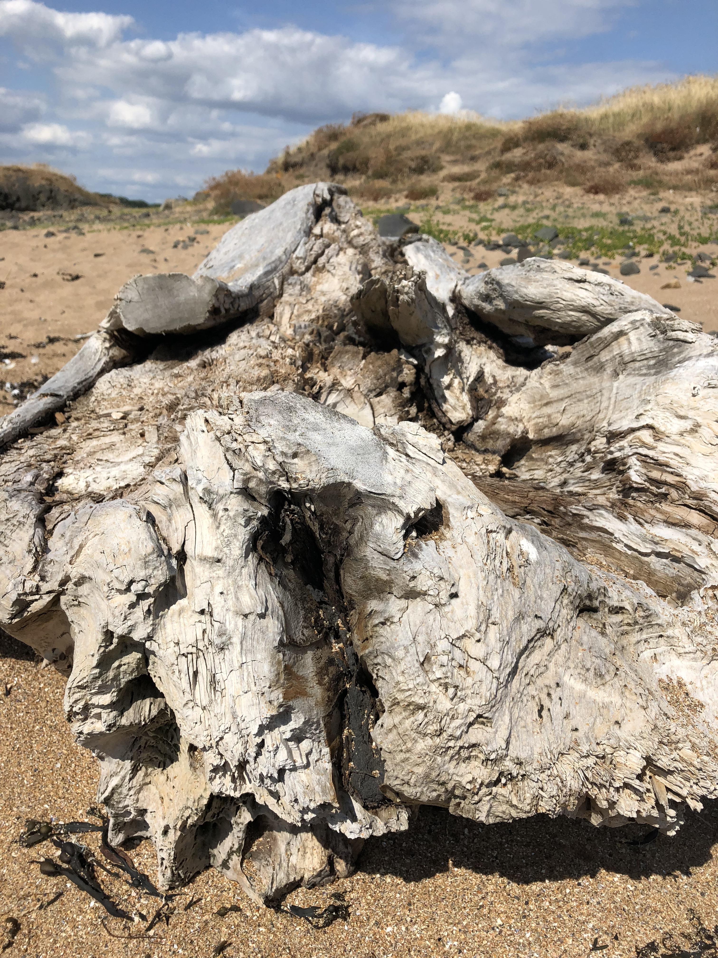 Driftwood, Fife, Scotland r/beach
