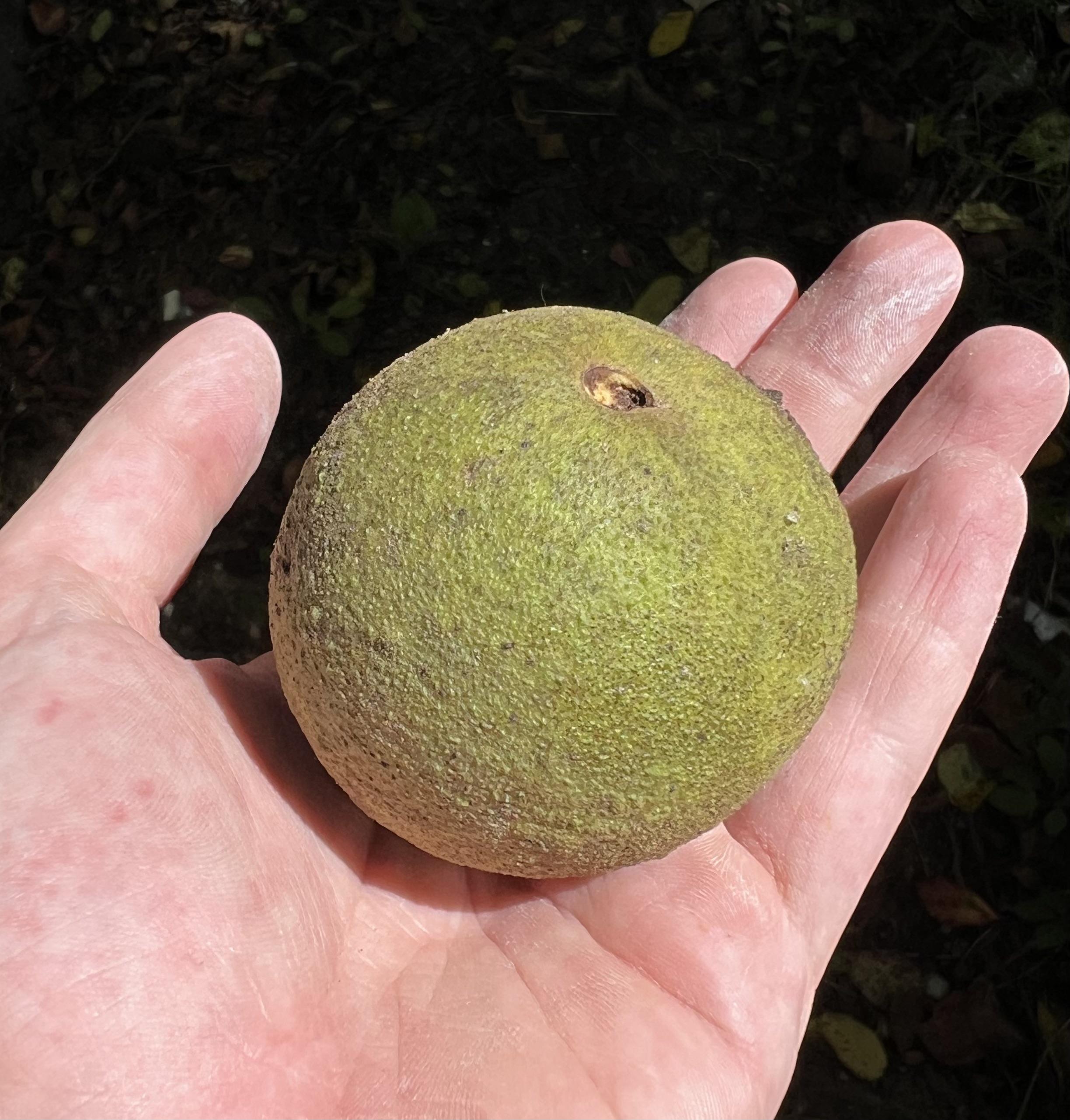 What tree does this come from and what is it? r/treeidentification