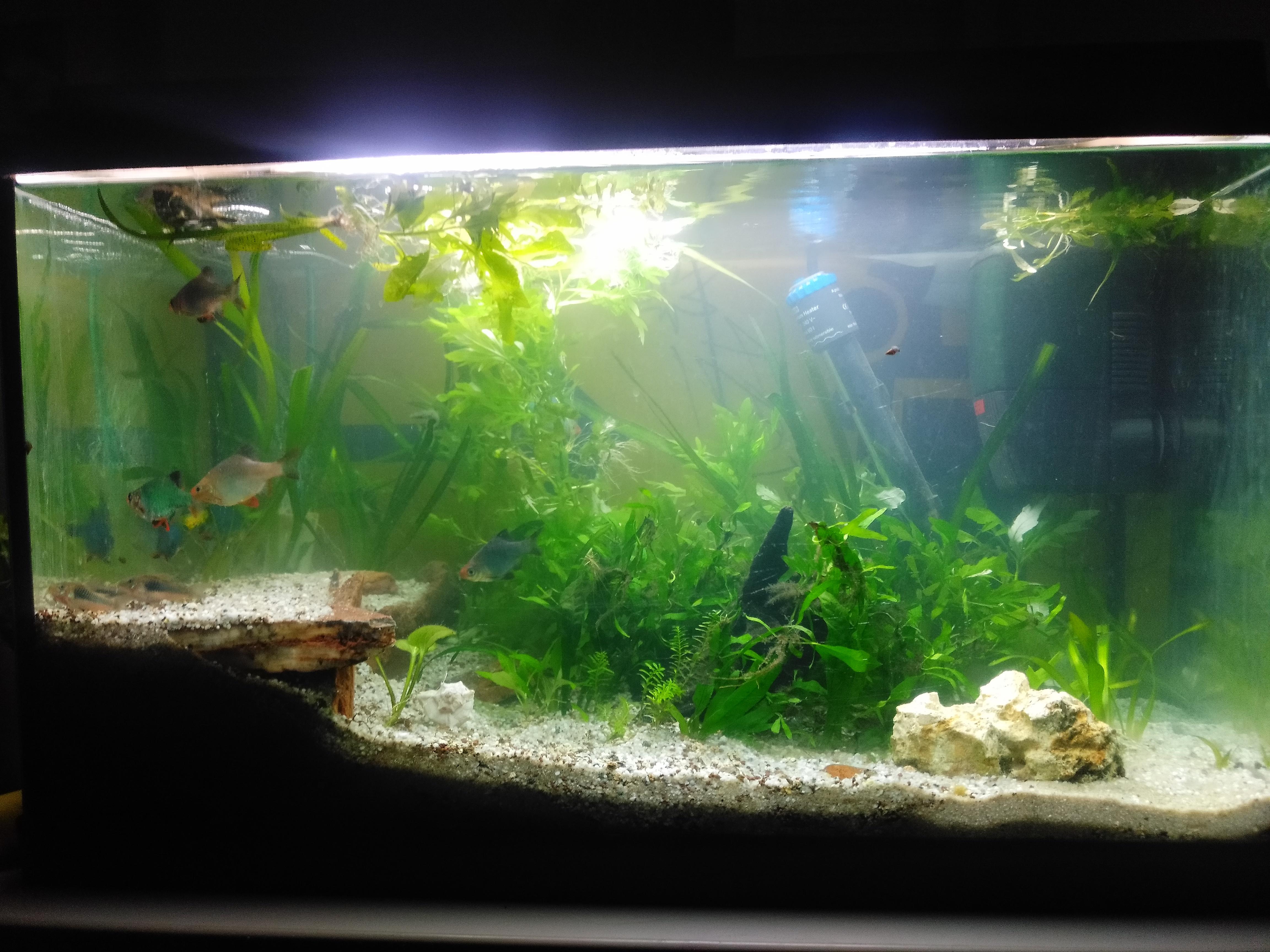 Update on my tank , the water is a bit cloudy bc I just rearranged the