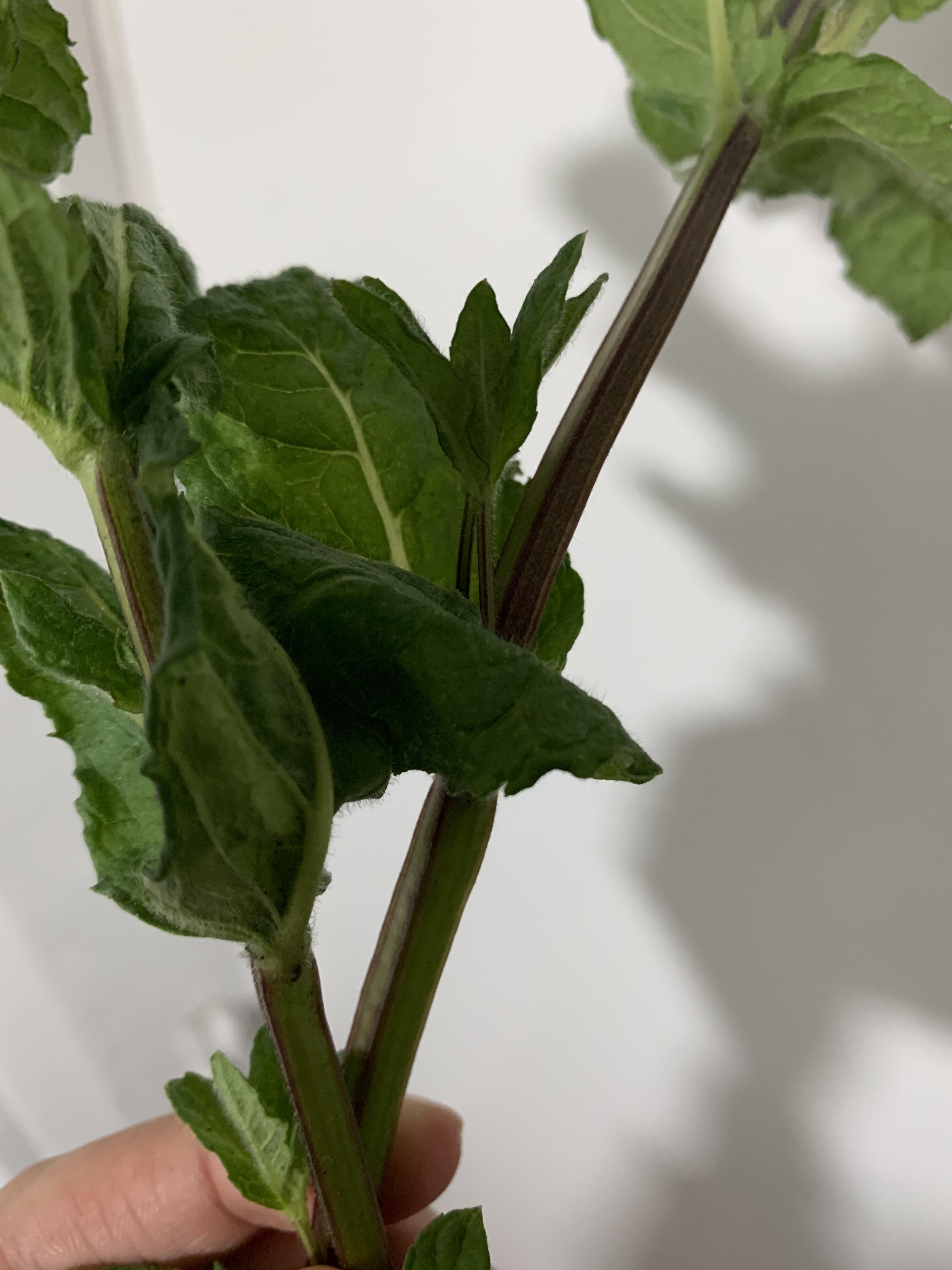 Mint plants have square stems r/mildlyinteresting