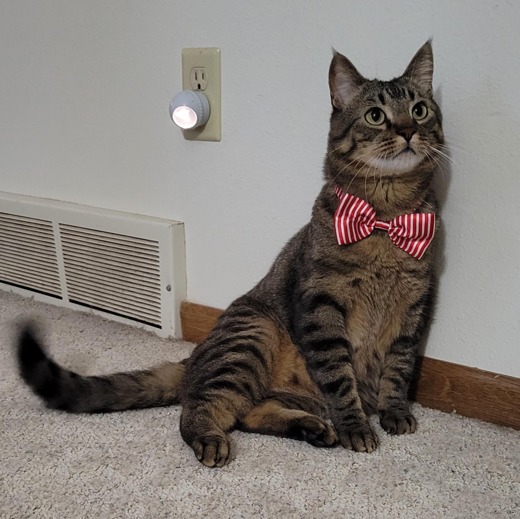 I always thought that cats with bow ties were fancy, so I bought one for my cat. Now he is fancy
