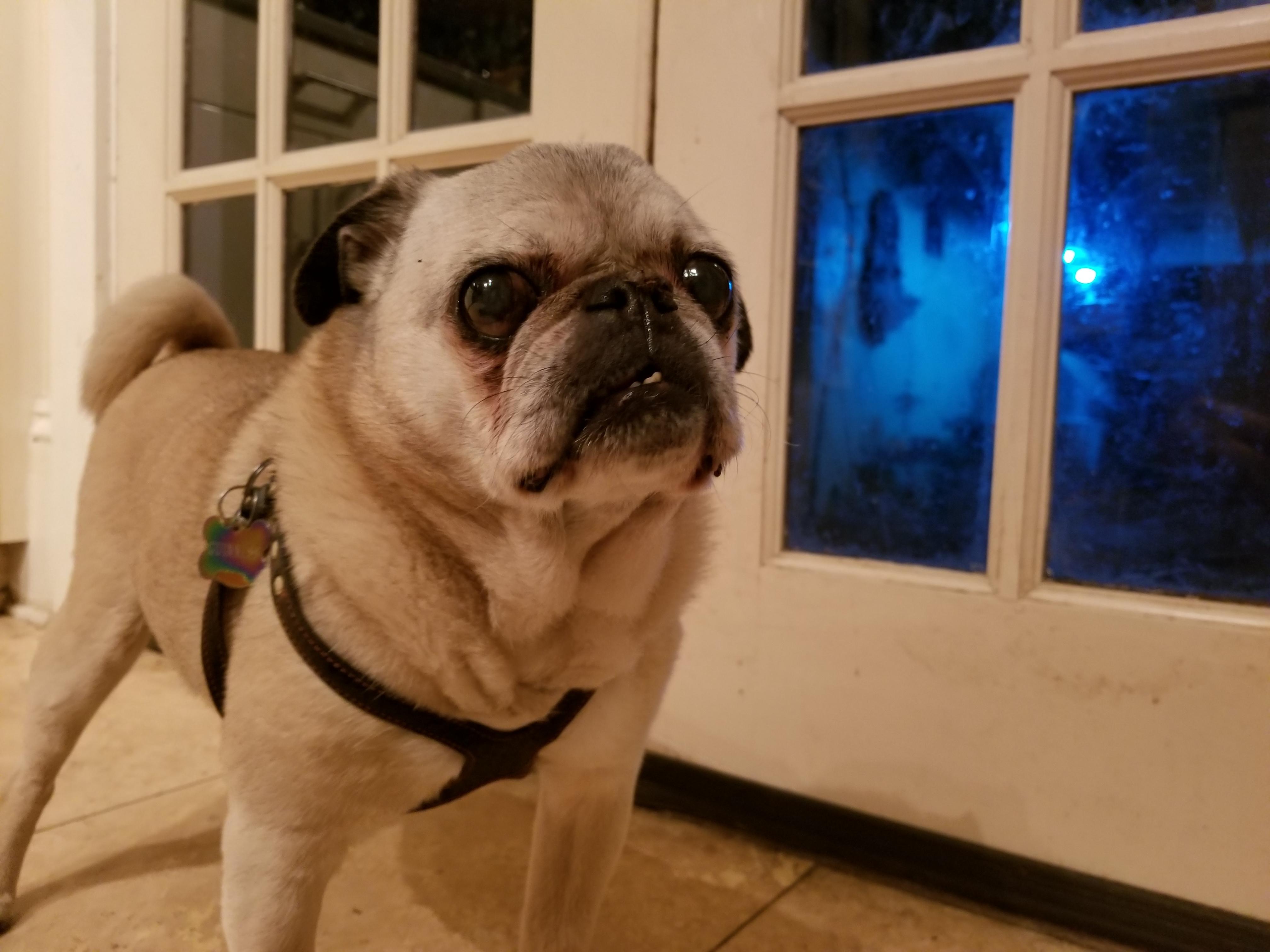 Guiness staring into my soul pugs