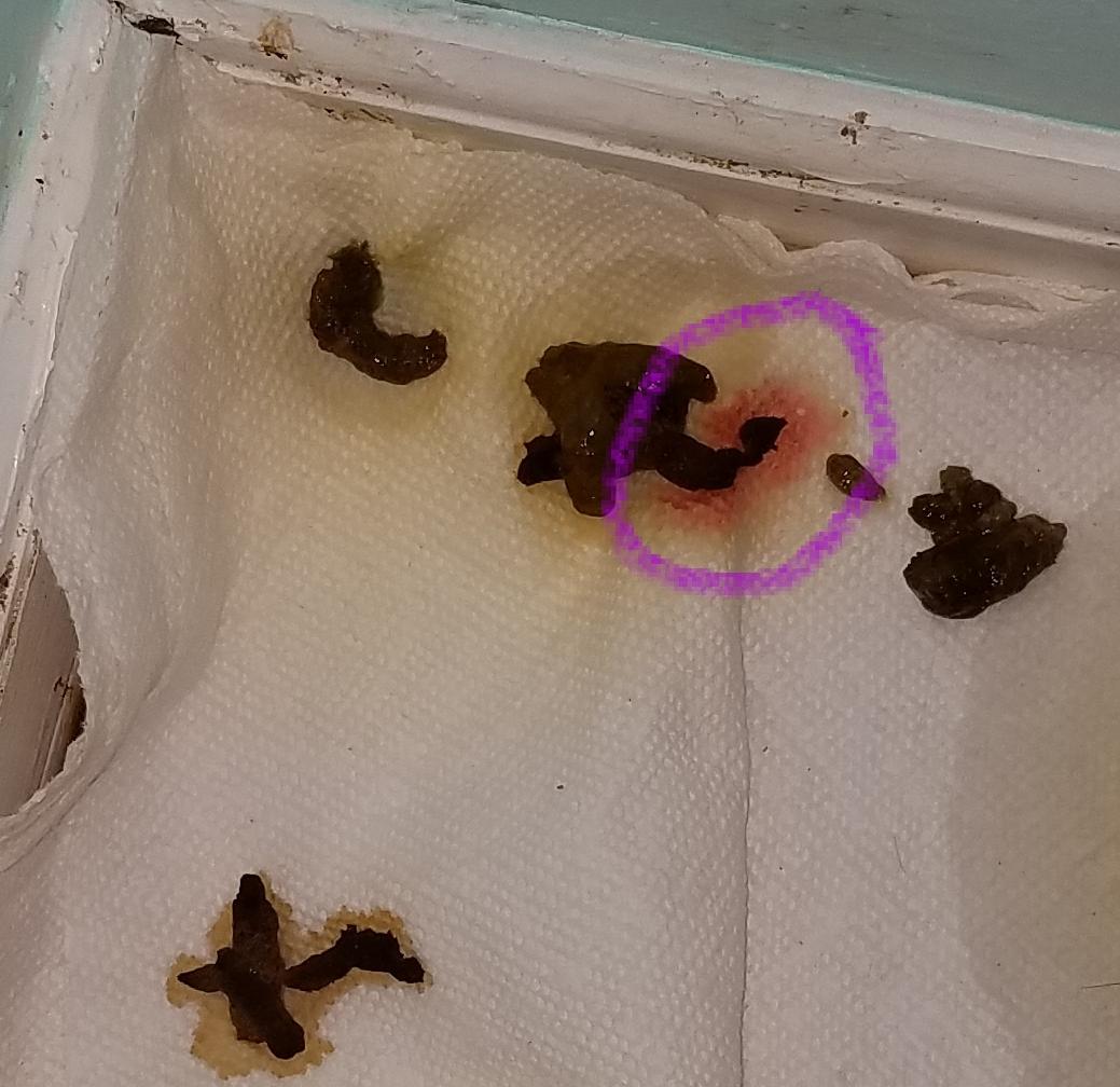 Is this a bloody poop? r/ferrets