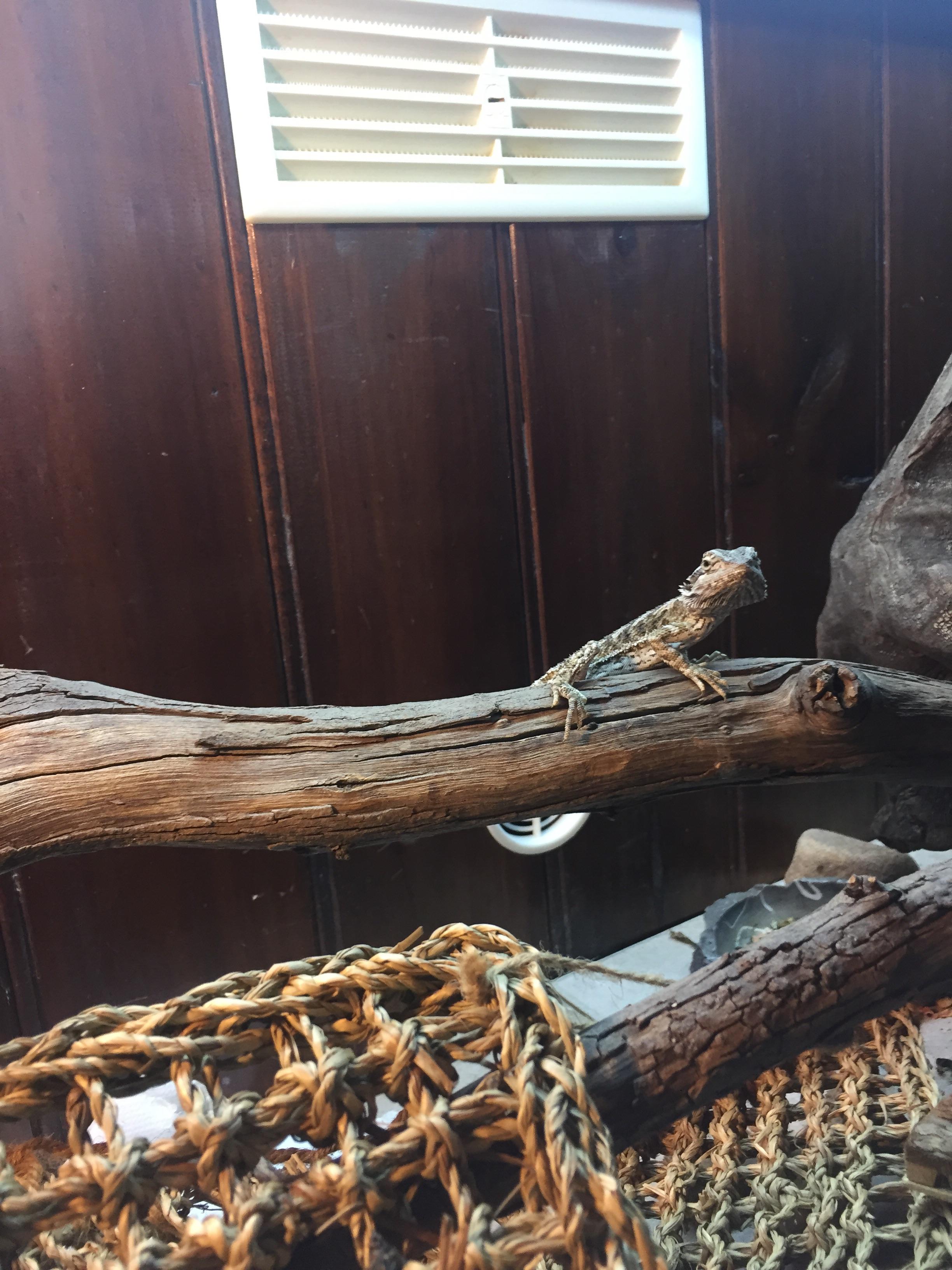 Is my little dude looking too small for his age? (I estimate that he’s