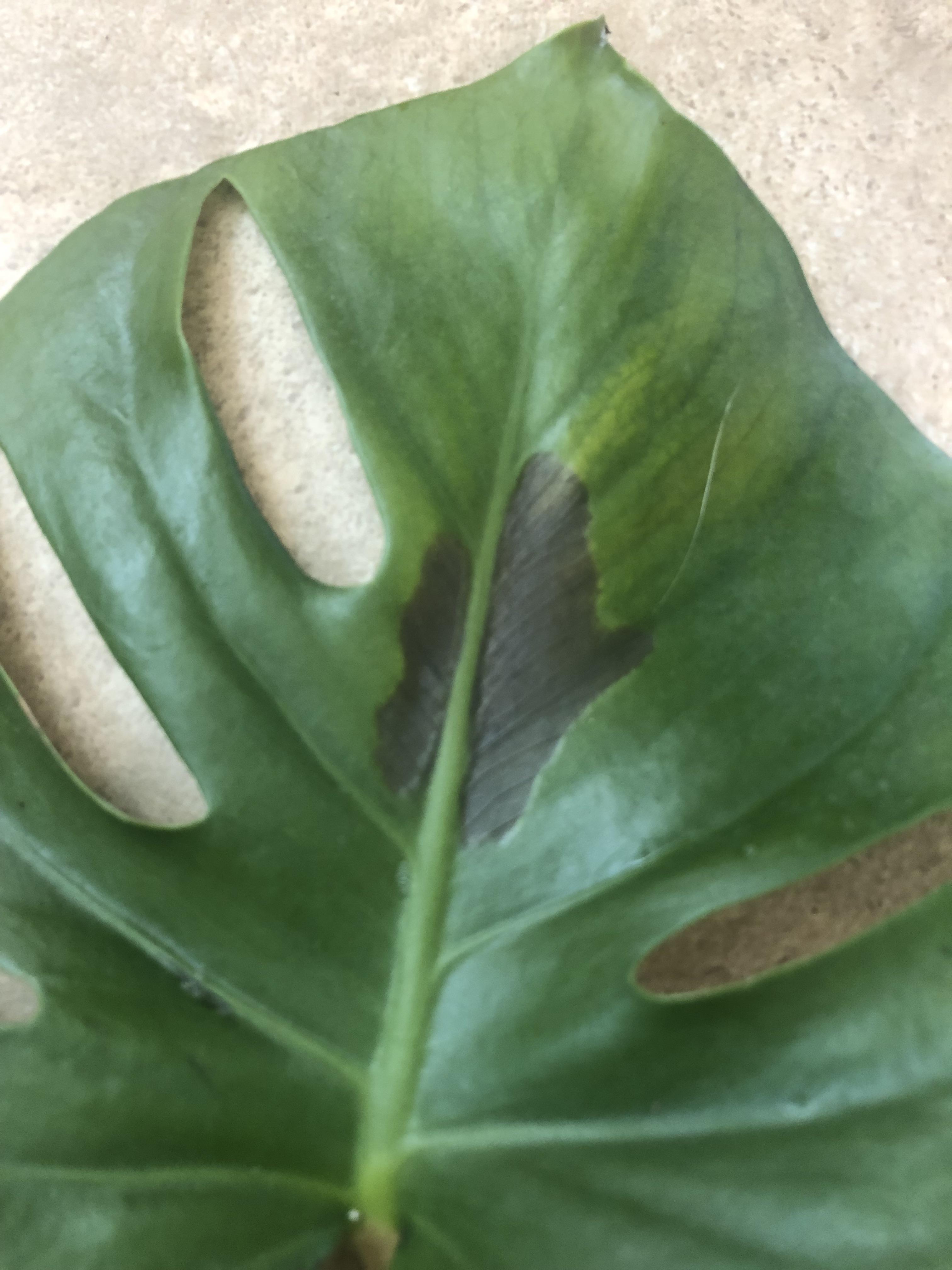 Monstera developing black spots on leaves. r/plantclinic