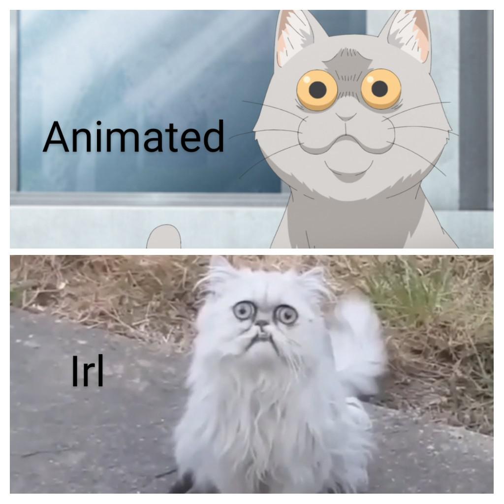 MA the cats back r/memes