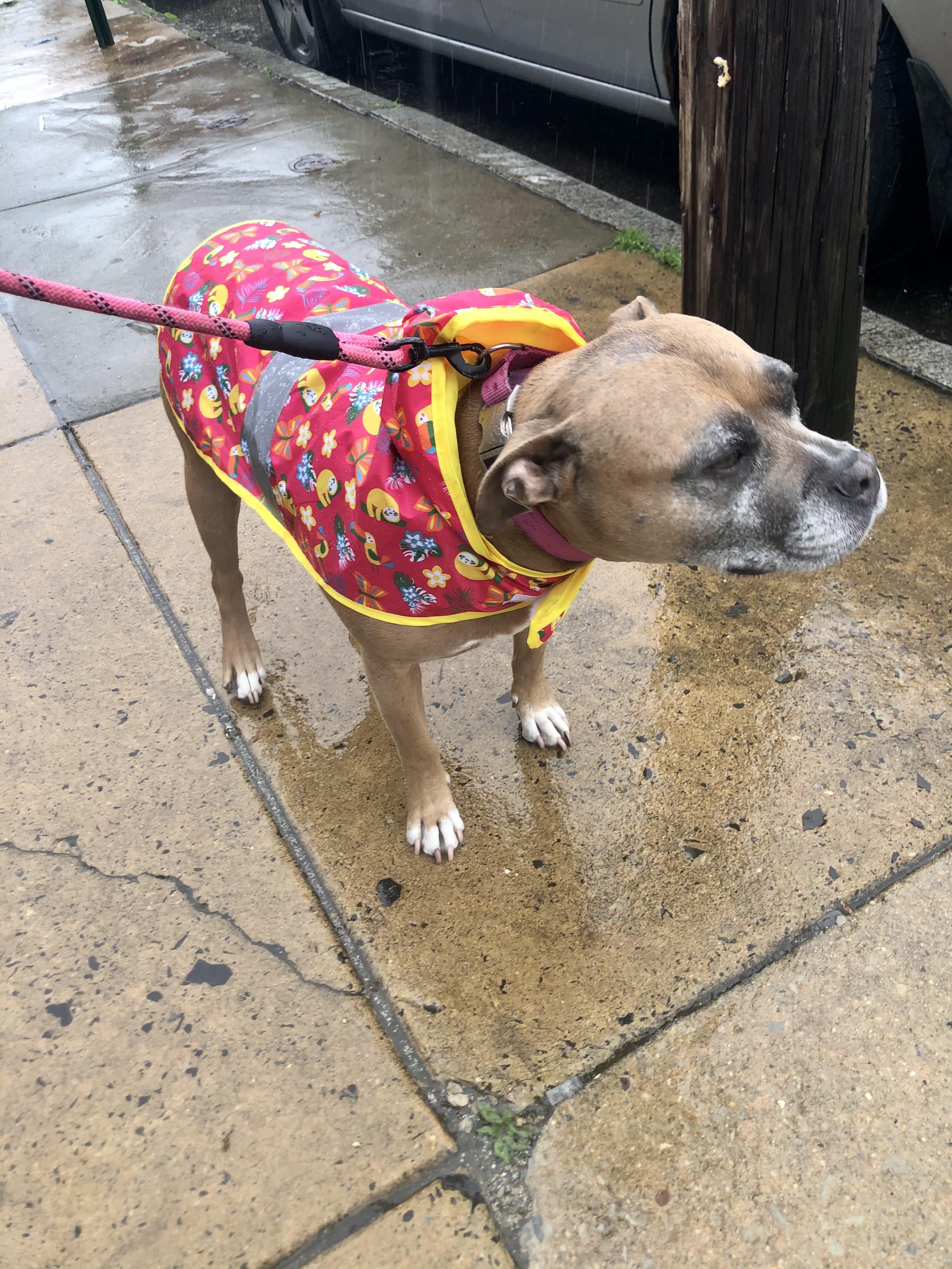 Are we still doing “dog in rain coat” posts? r/aldi
