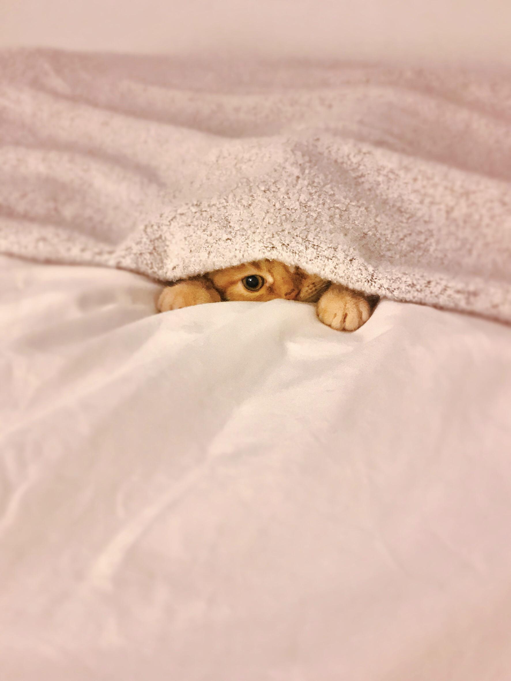 A little snuggler under my blanket r/aww