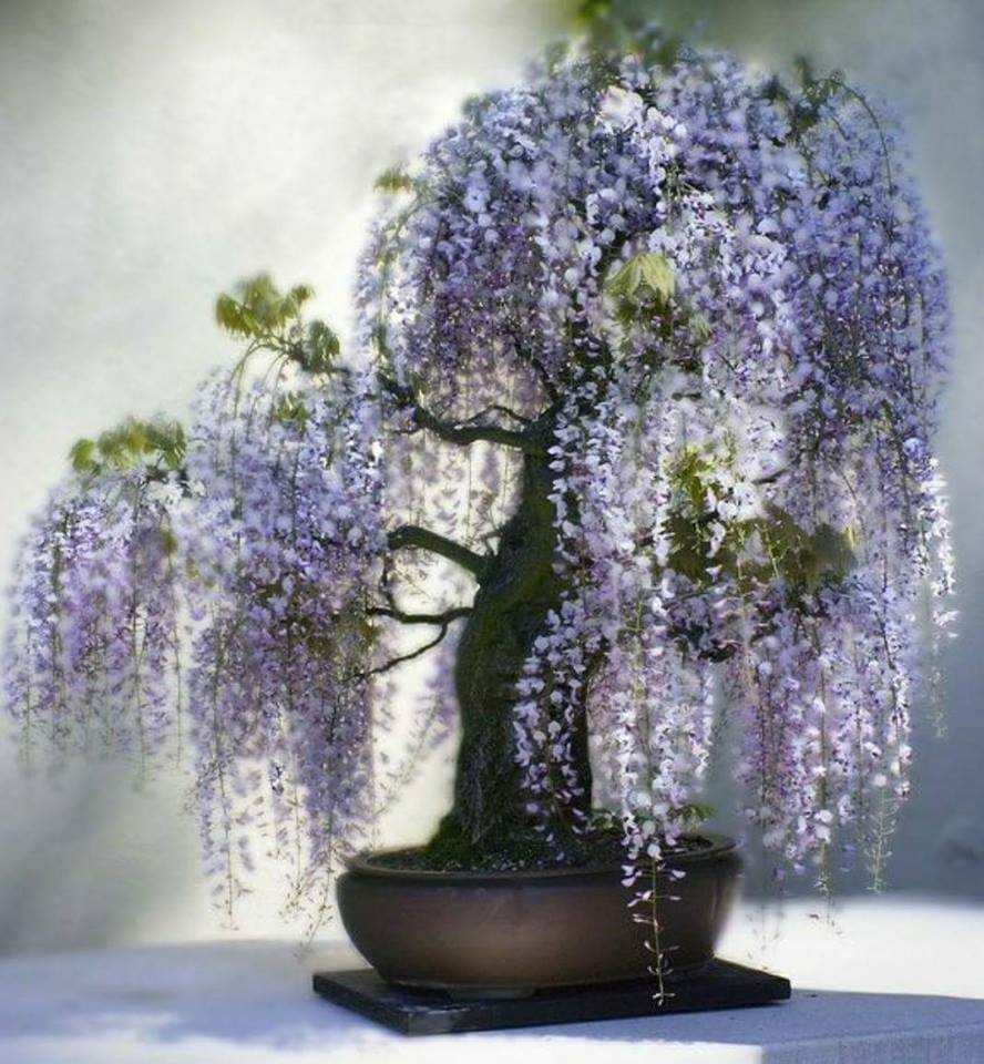 Beautiful Wisteria bonsai r/BeAmazed