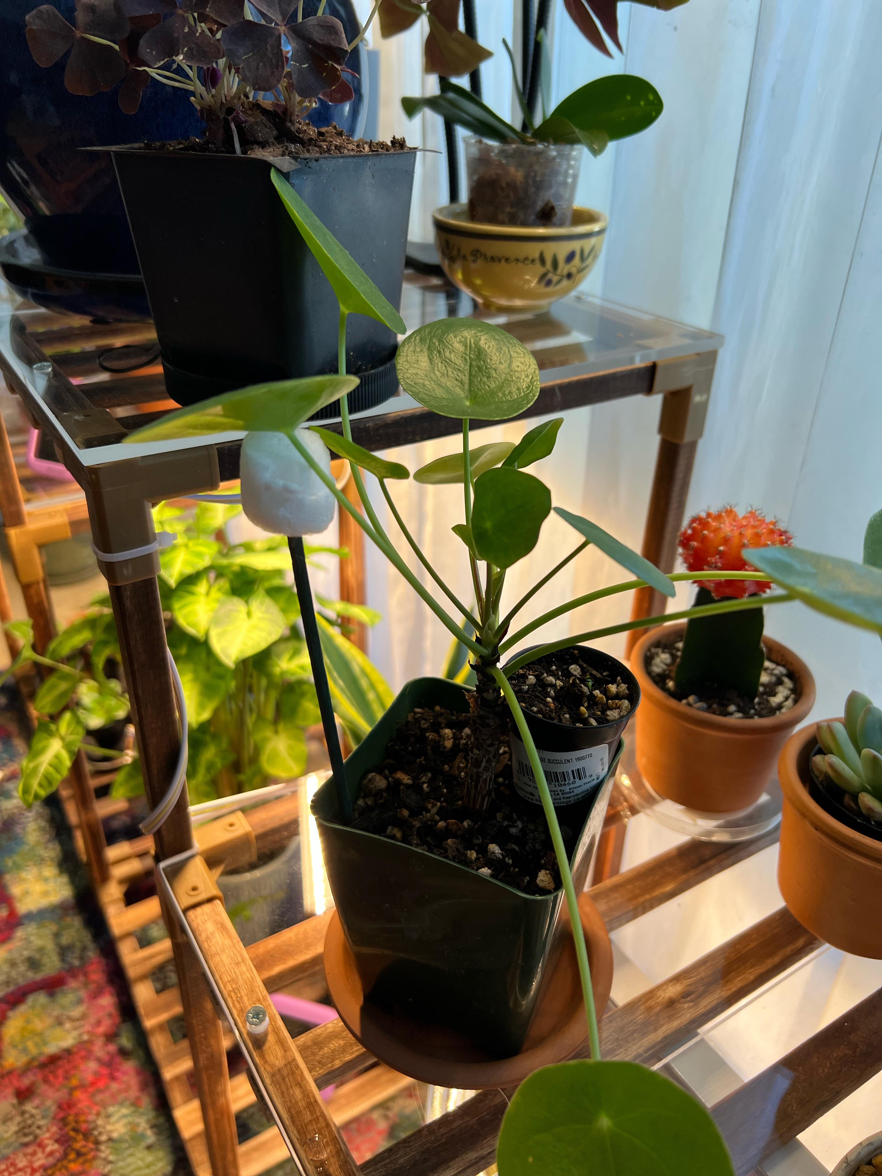 Pilea leaves upside down?! r/PileaPeperomioides