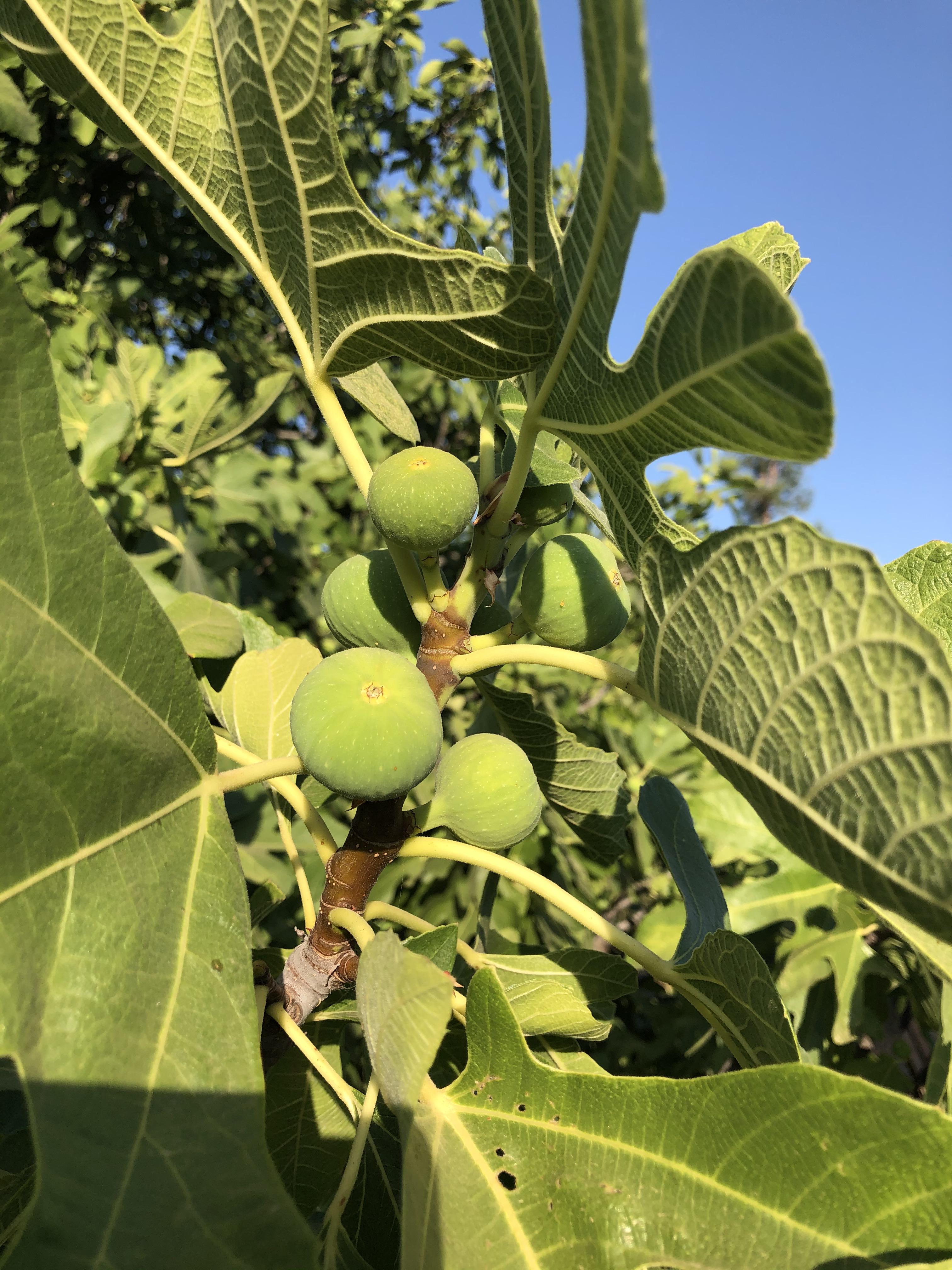 We’re getting closer to fig time! We have a gigantic fig tree on our